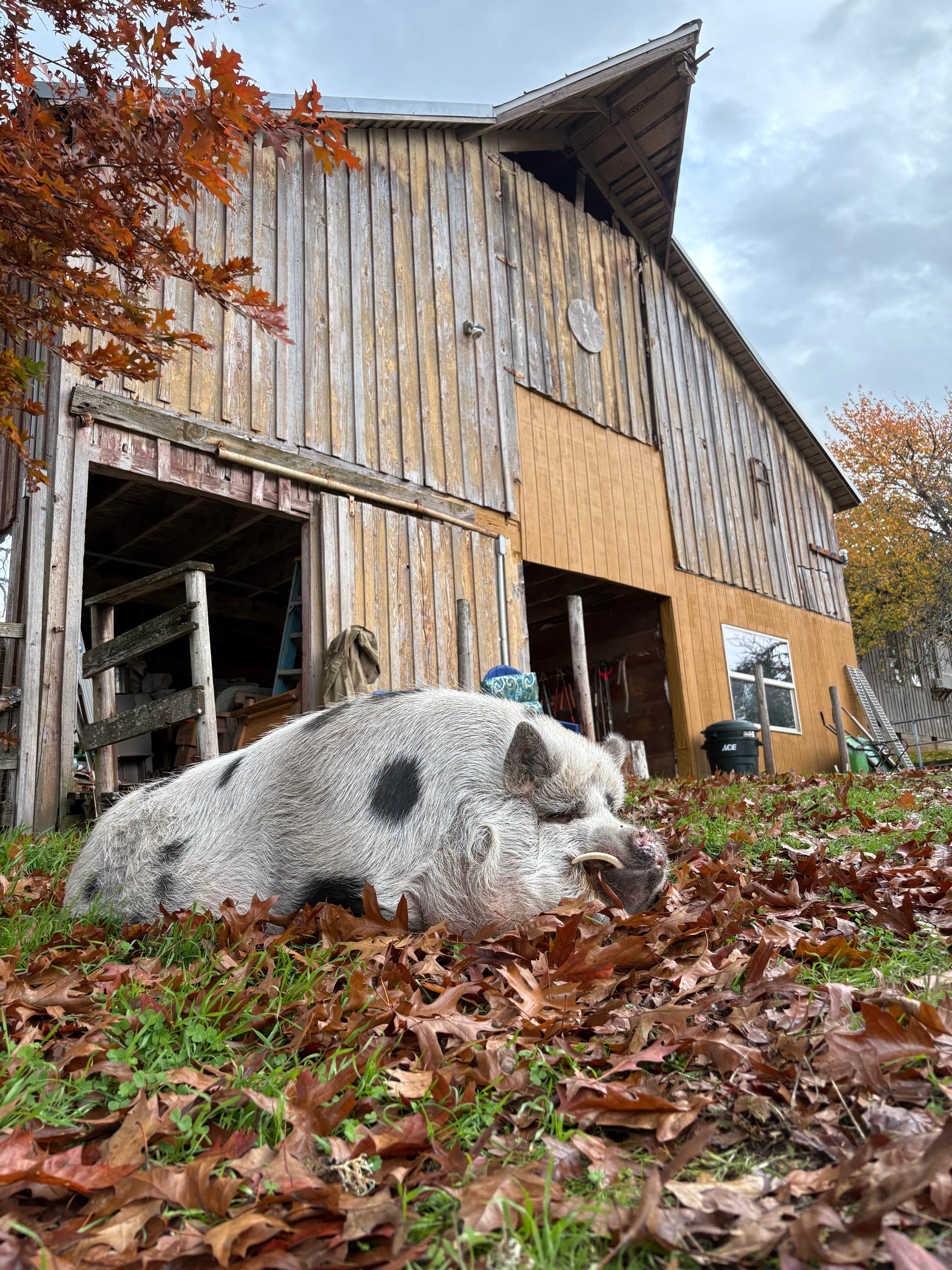 Stark Sunnyridge Farm