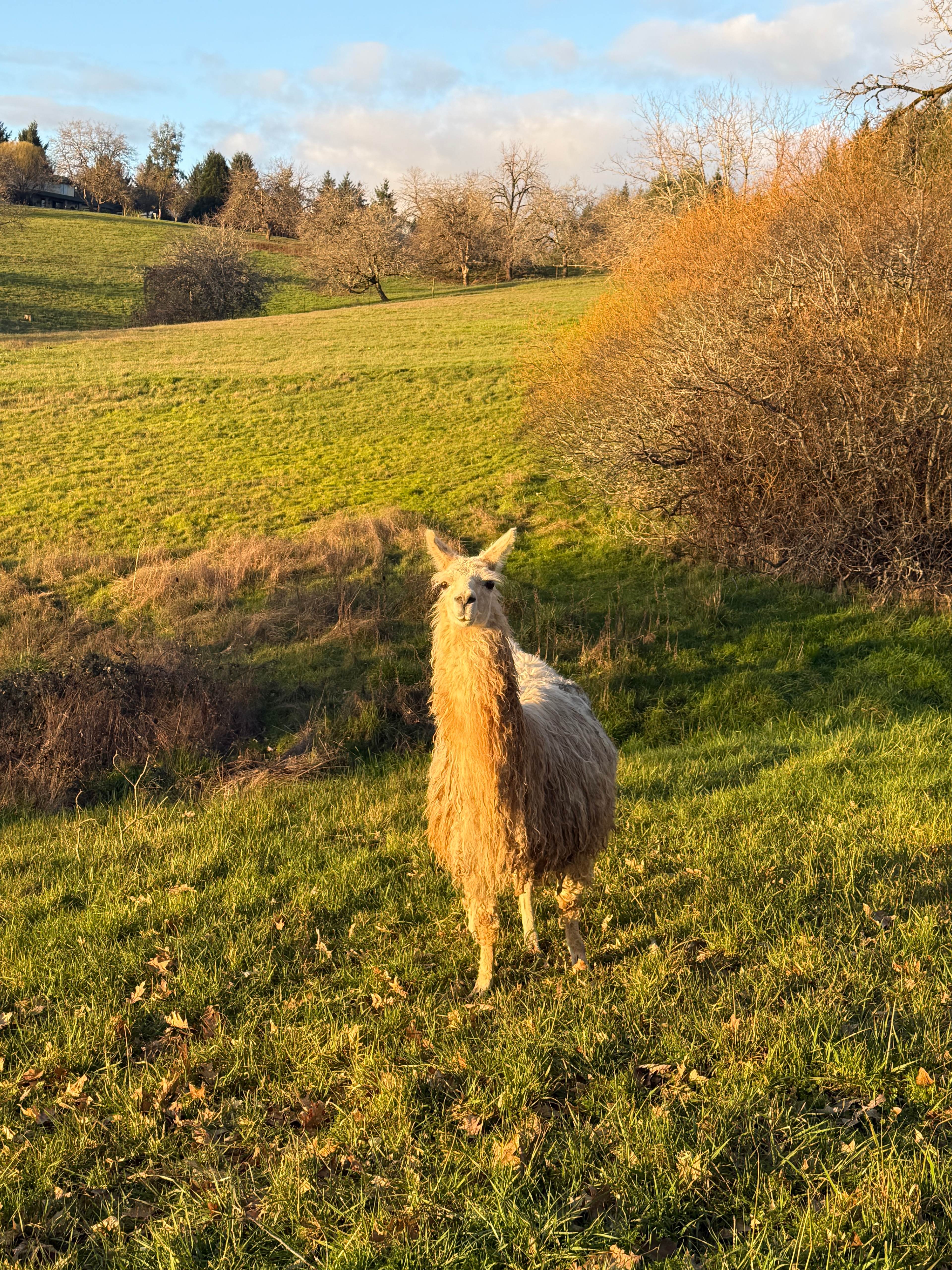 Stark Sunnyridge Farm