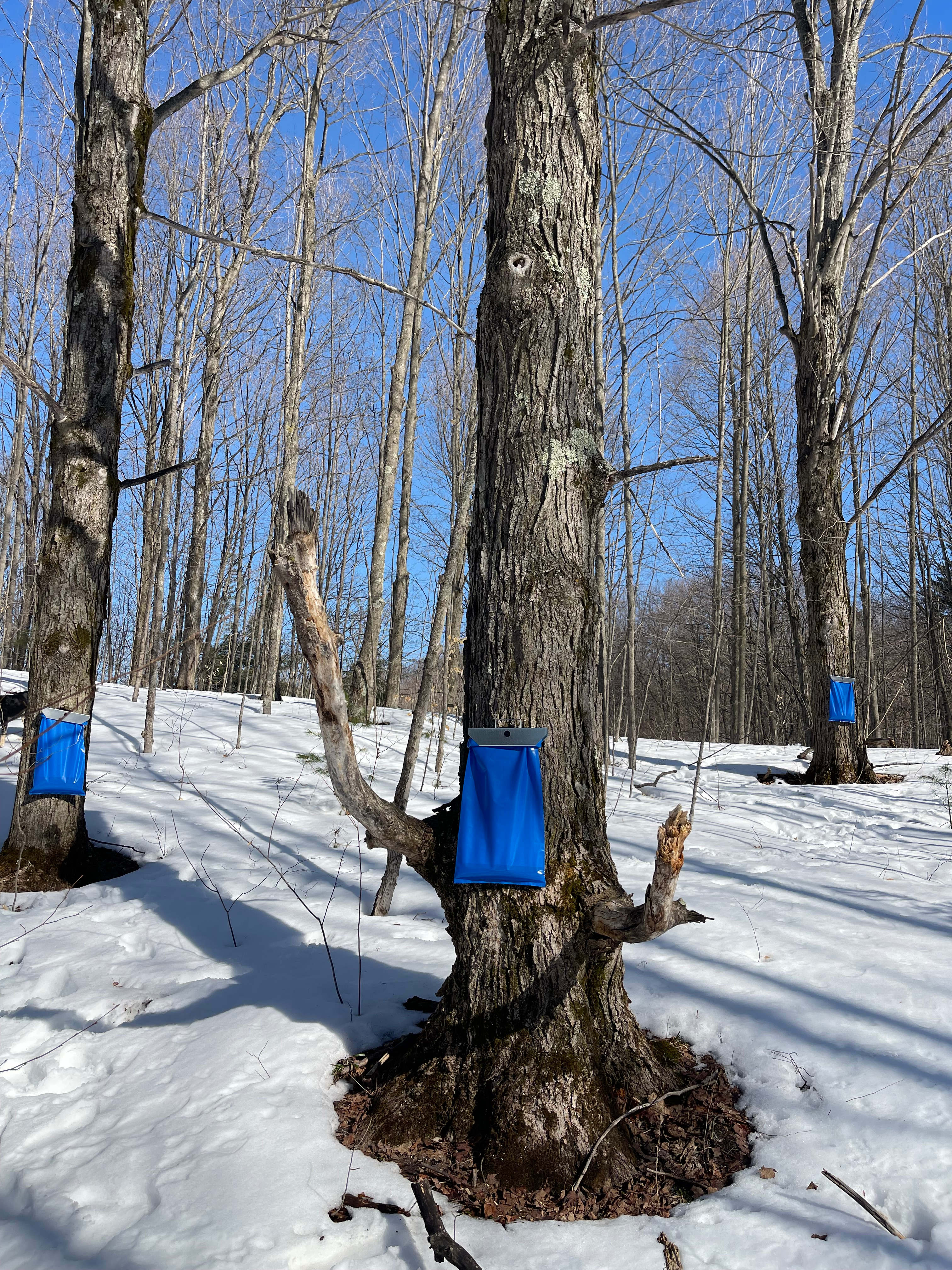 North Sky Retreat: 177 Acres