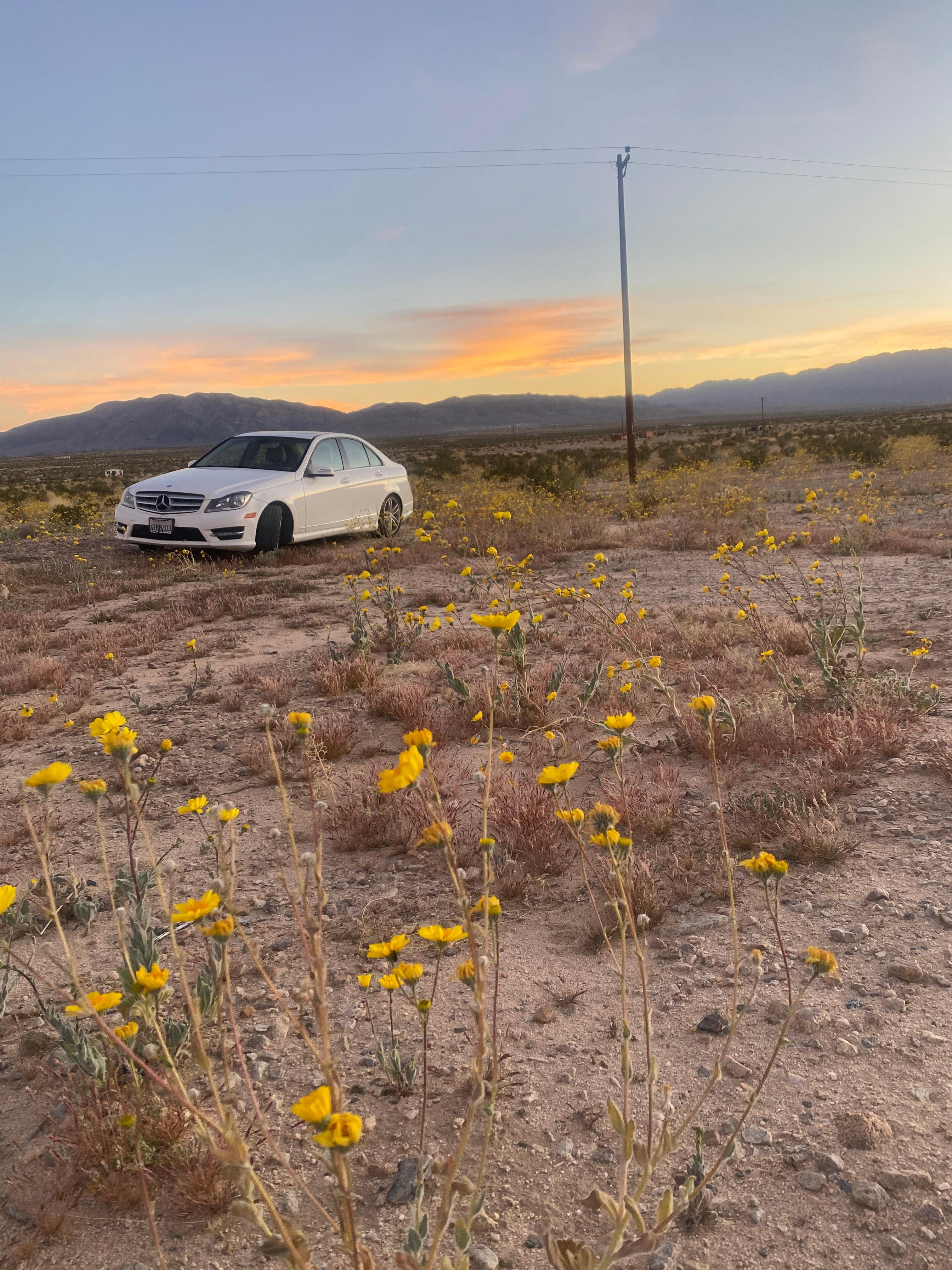 Desert Still