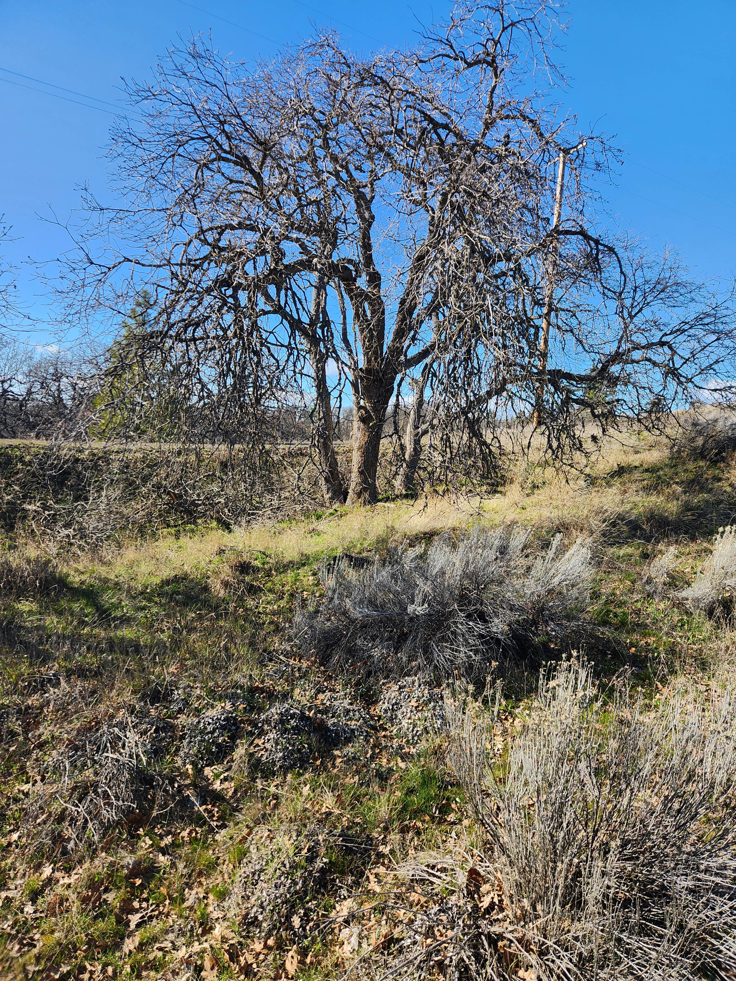 Circle S Ranch Camp Sites
