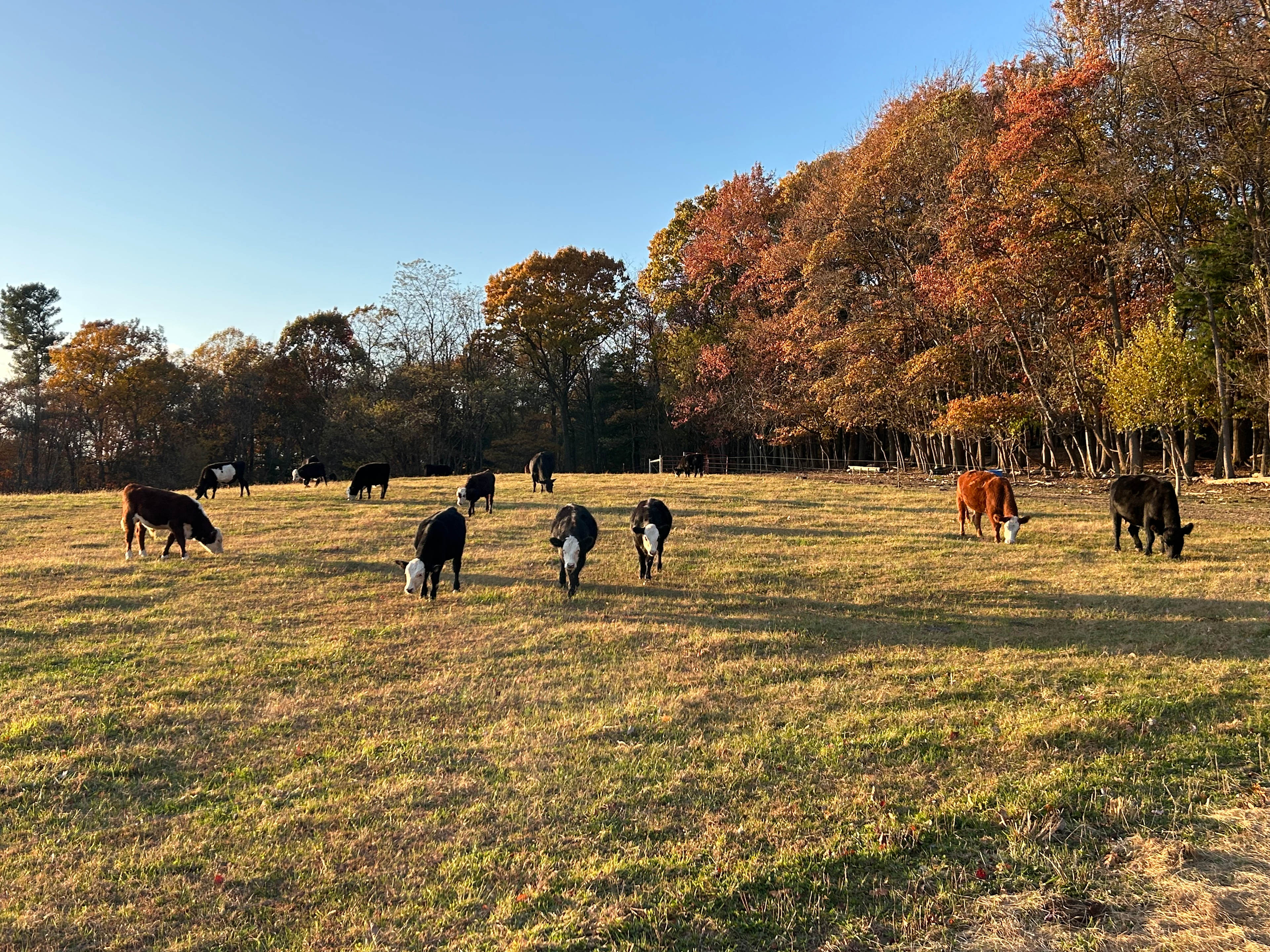 Looking beyond the cattle to the wood line is the Hill Top site and where you can choose to set up your camp site. Can be driven right to spot. 