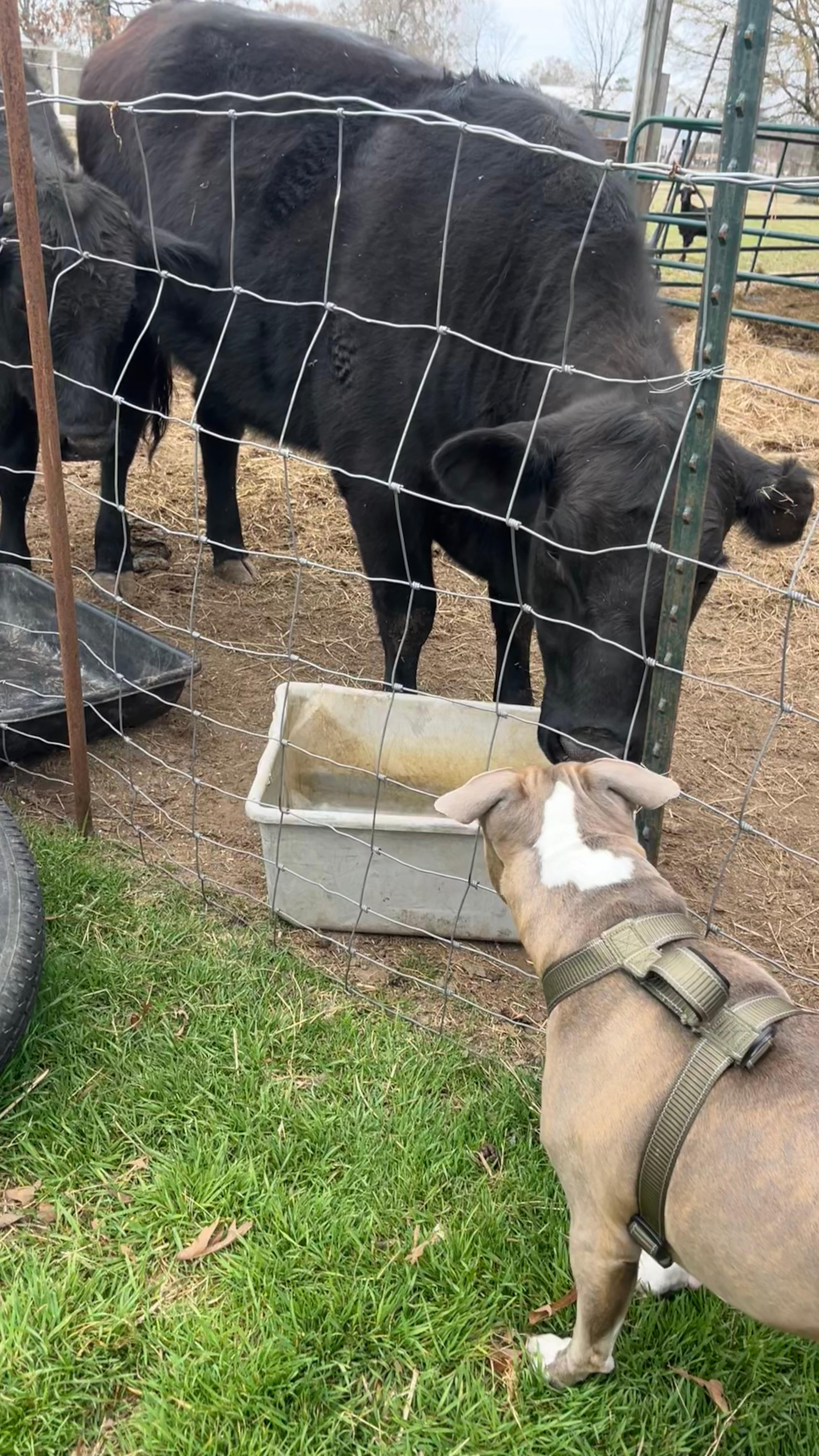 my dog LOVED all the animals