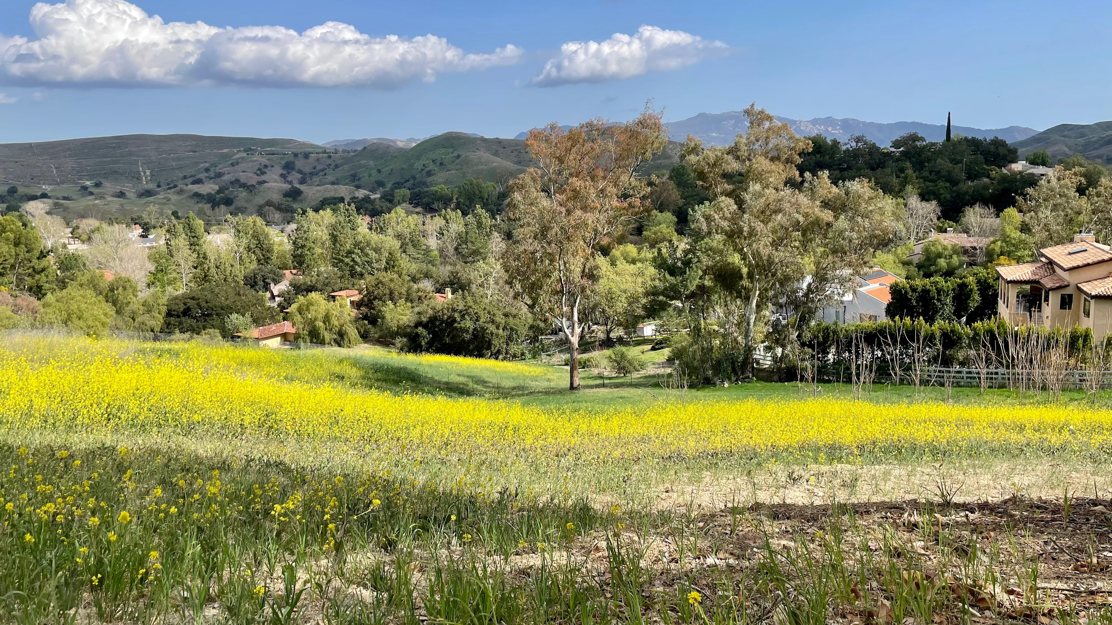 Falcon Hill