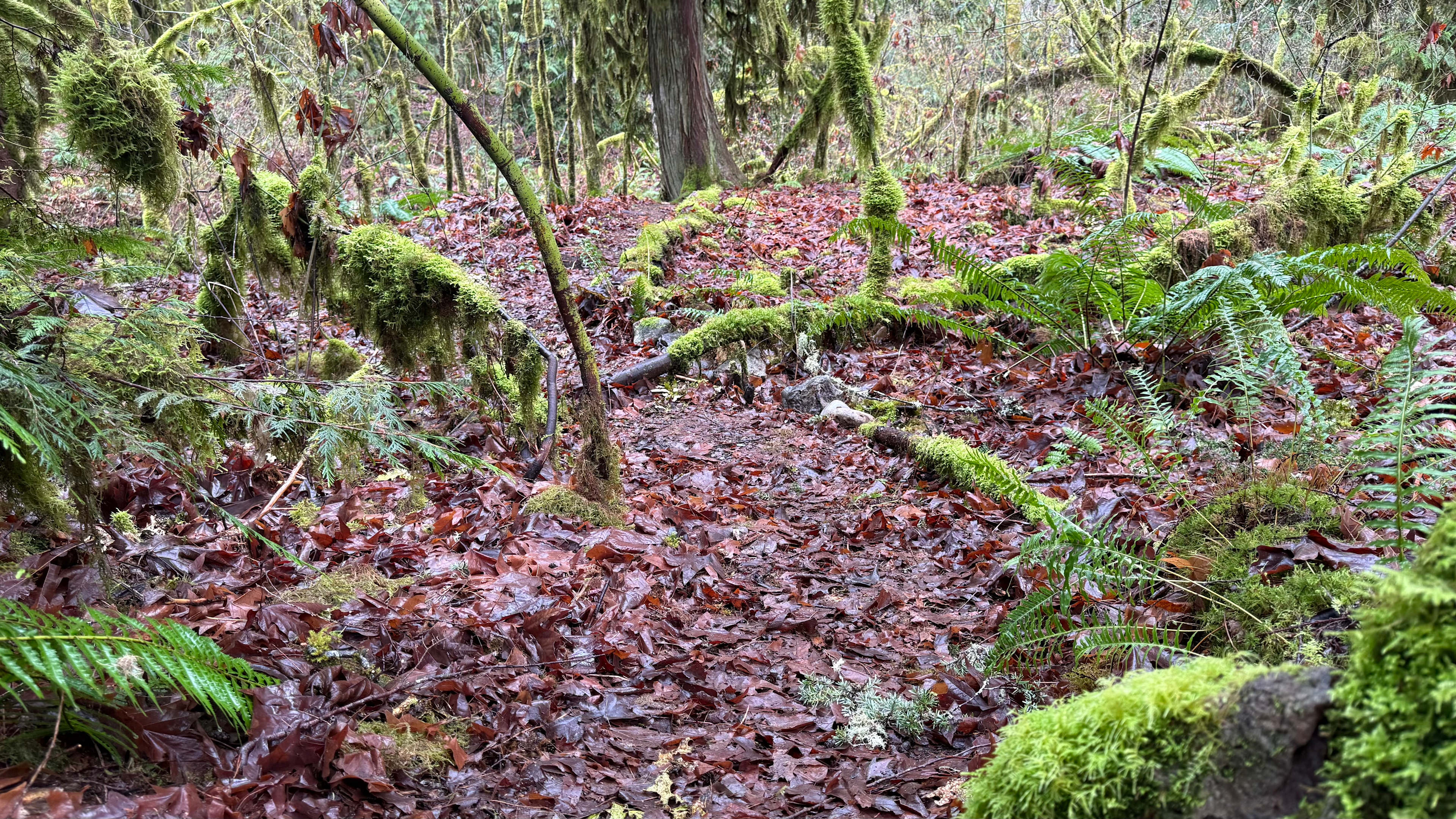 View from first fork; Path to Camp 1 lined with moss covered logs.