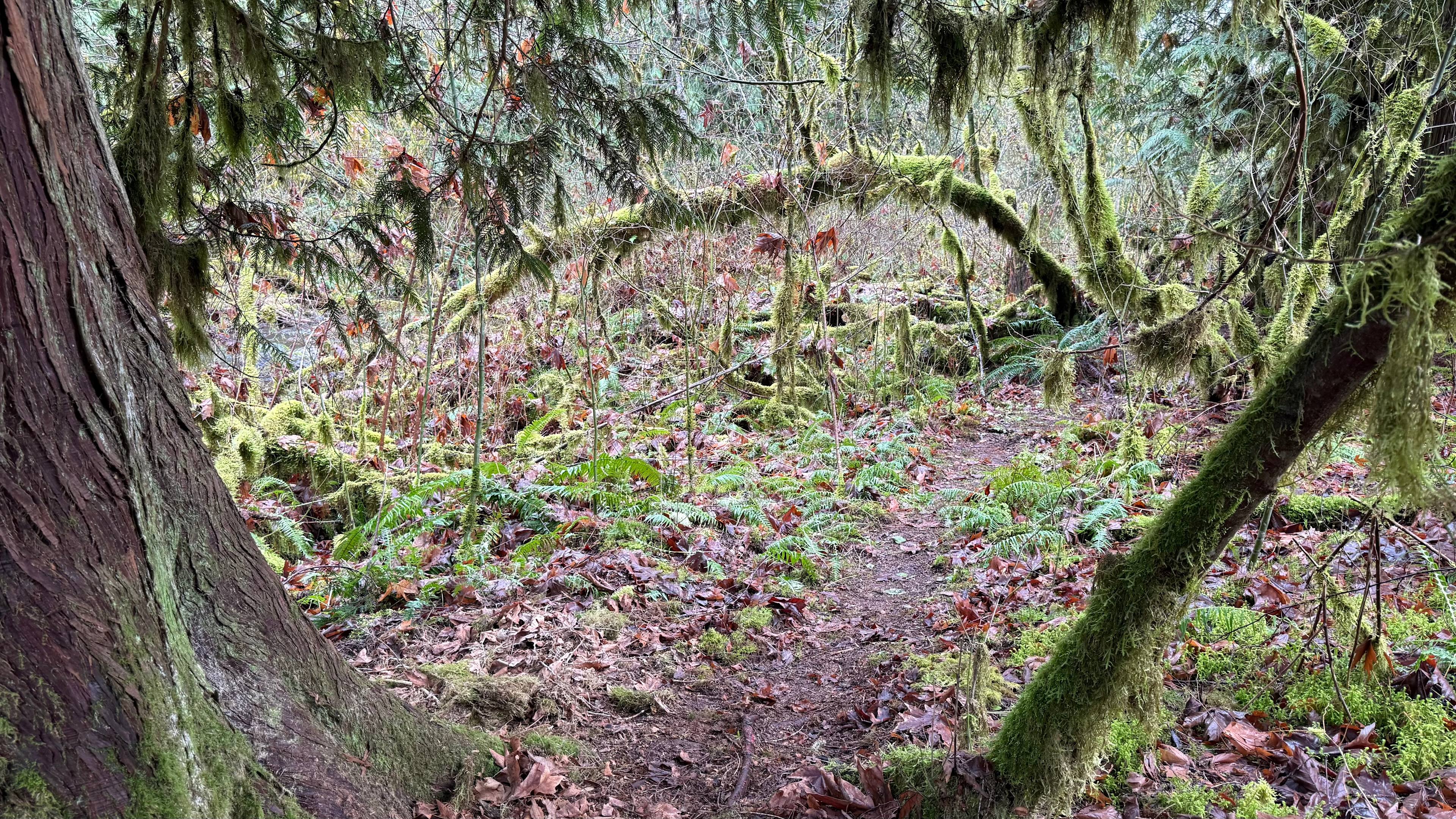 Trail leading to Camp 1