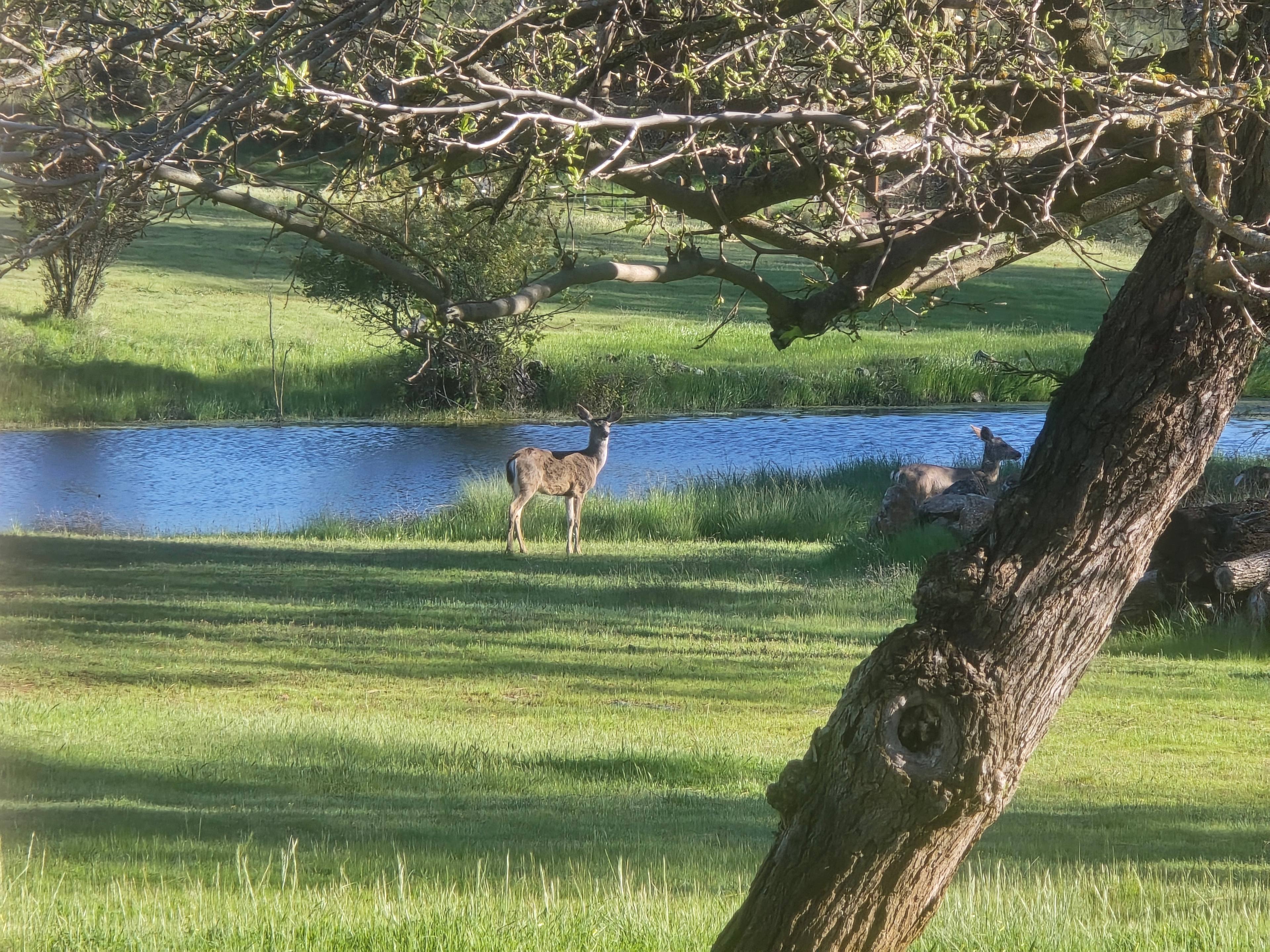 Ranchero Cottage on New Hogan Lake