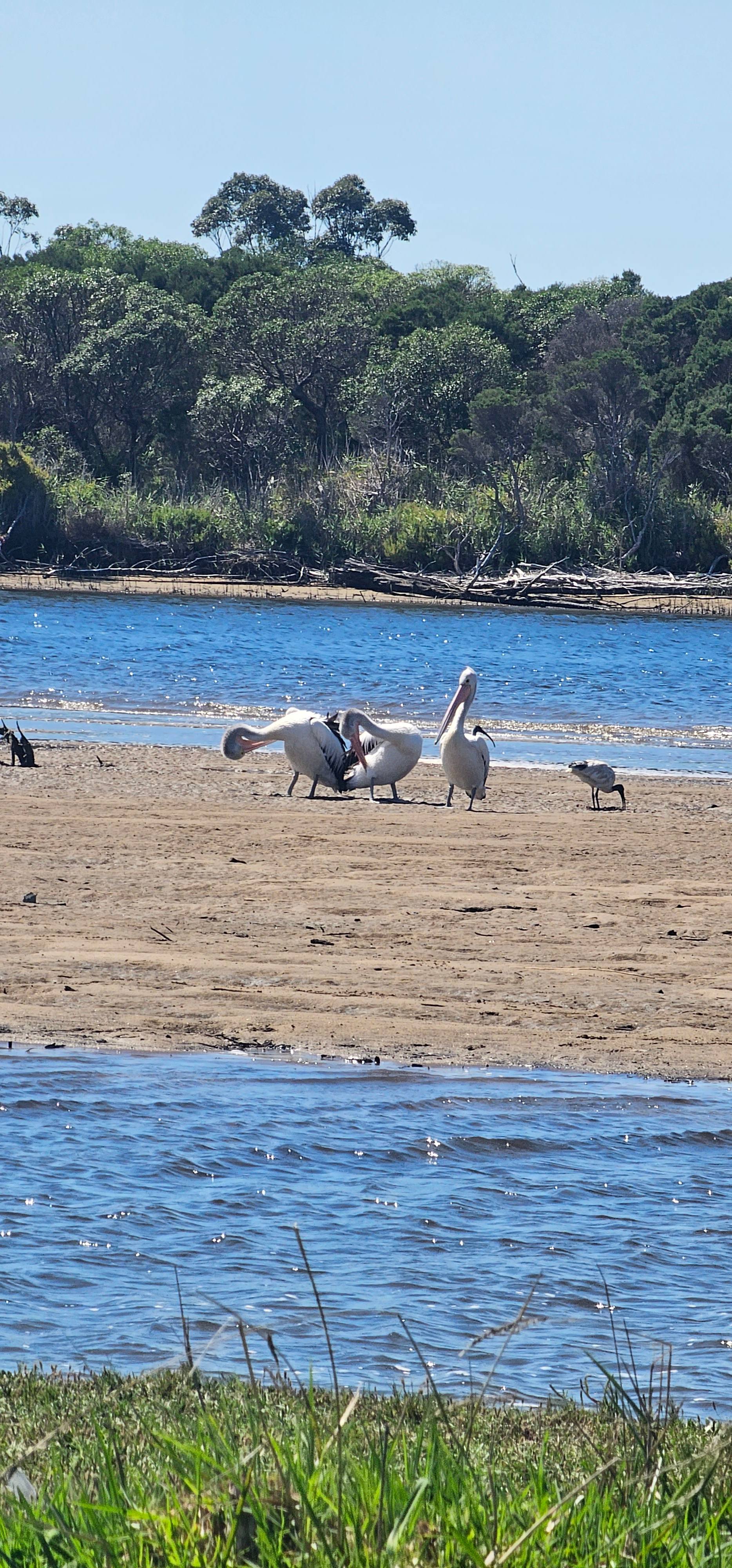 Snowy River Frontage Great Fishing