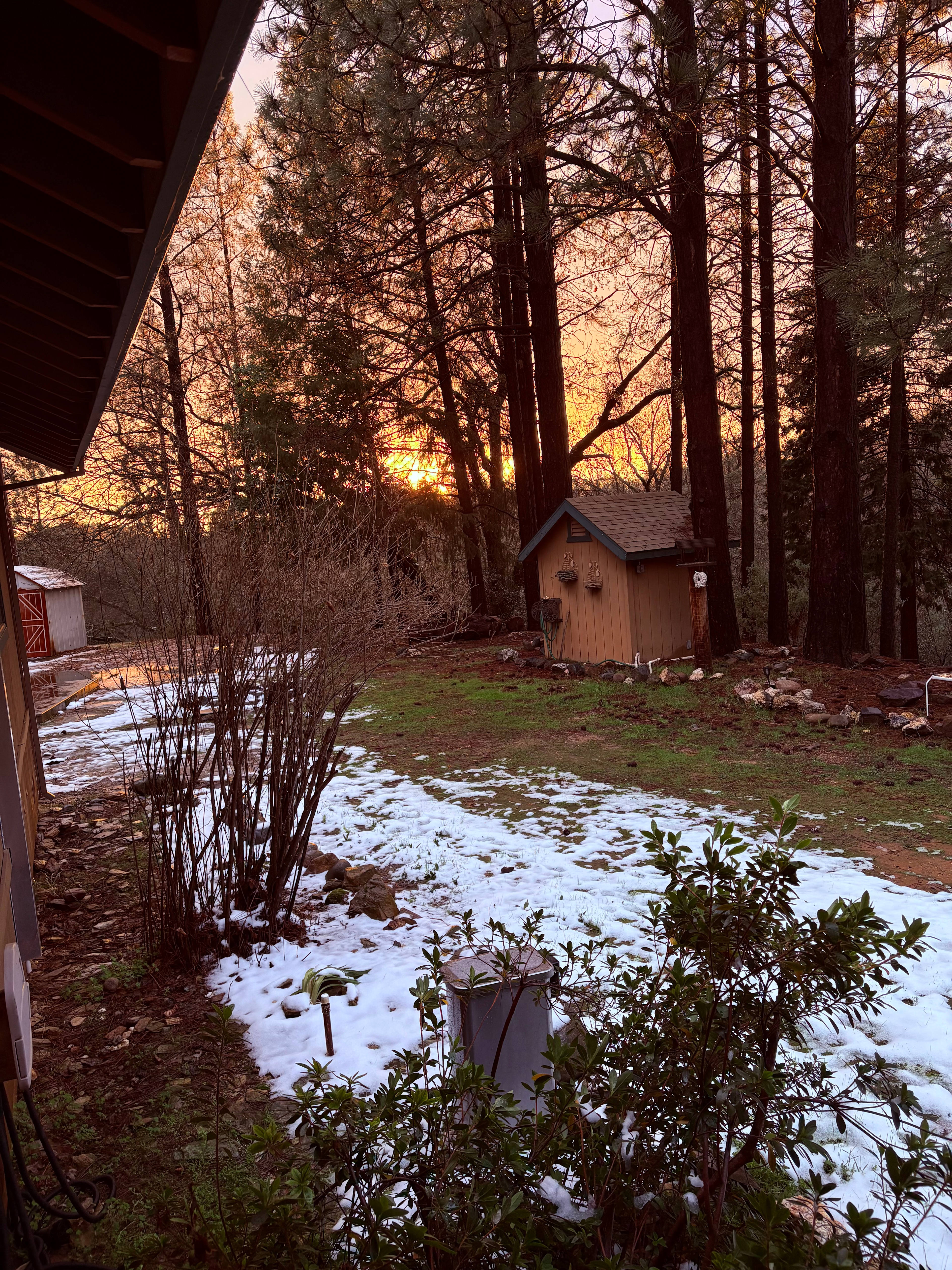 The Black Oak Forest
