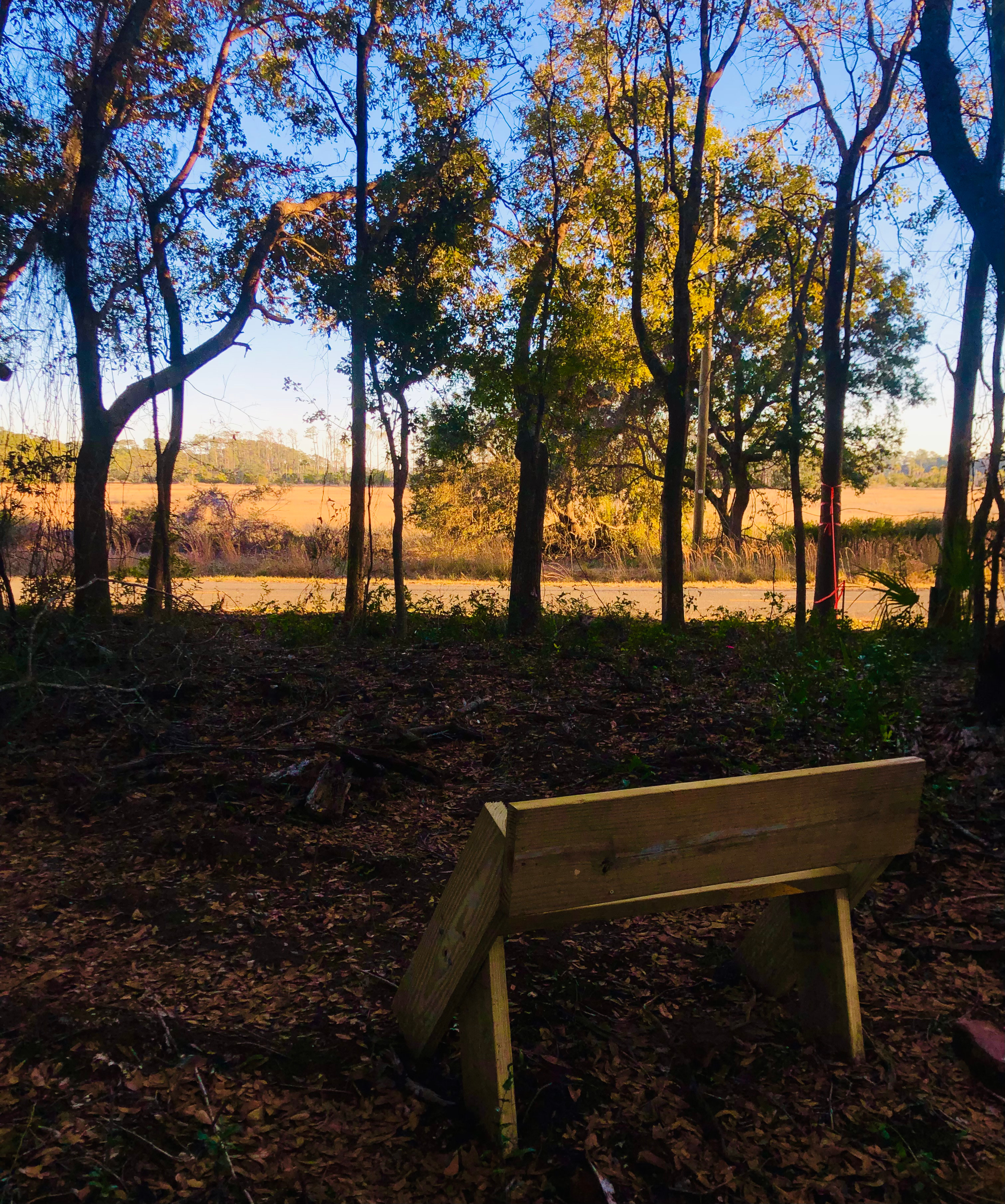 Peaceful maritime forest camp