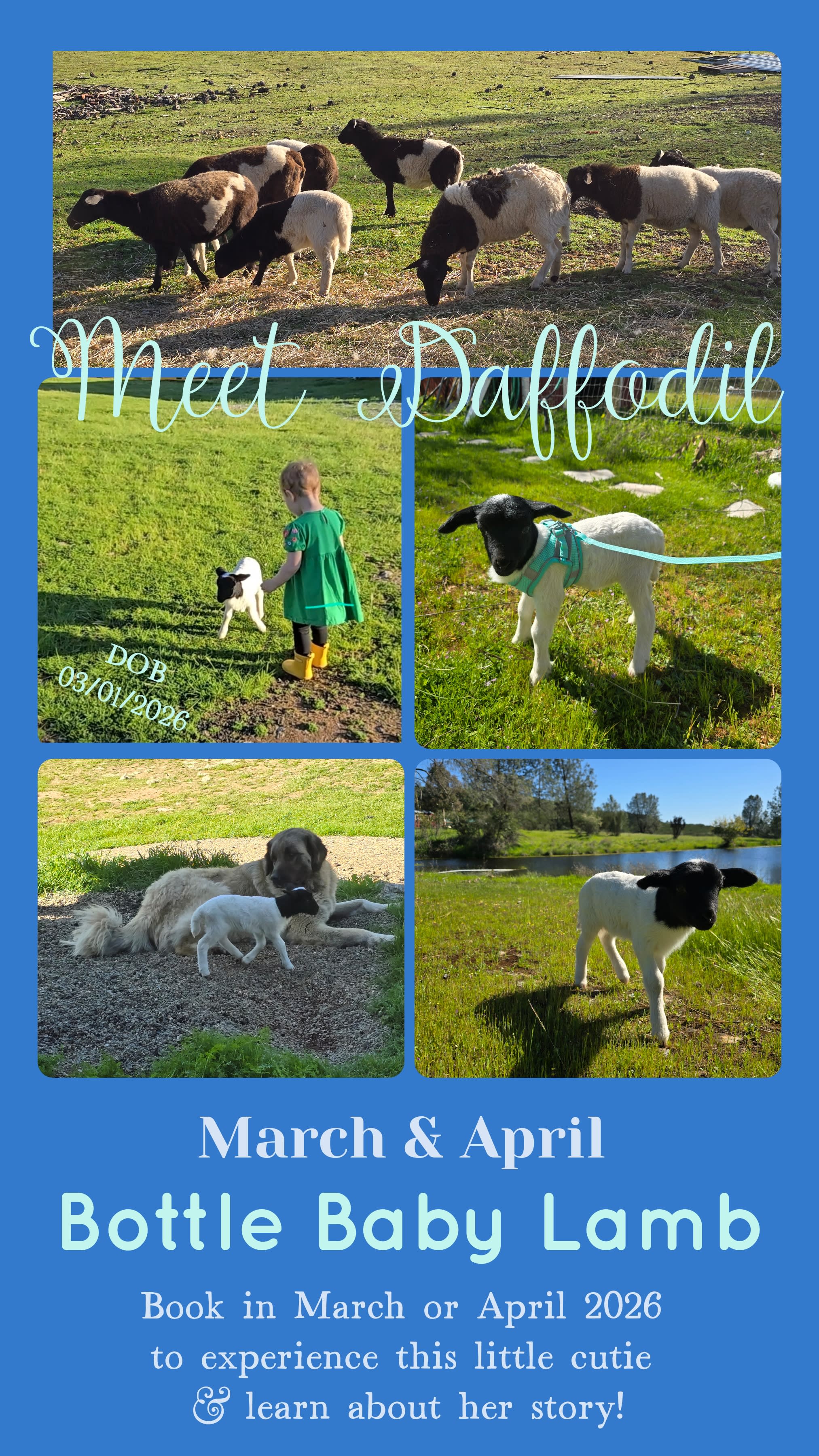 Ranchero Cottage on New Hogan Lake