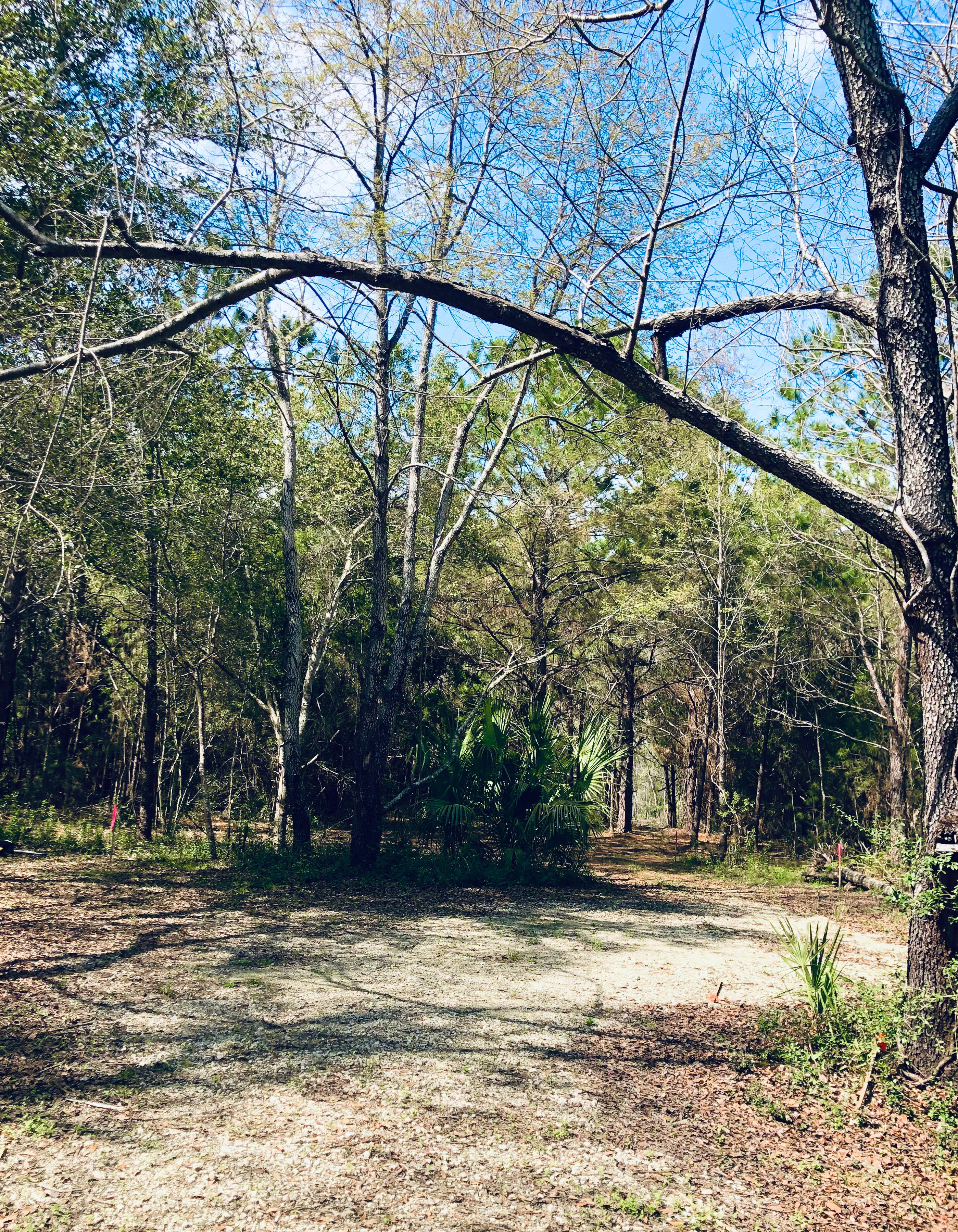Peaceful maritime forest camp