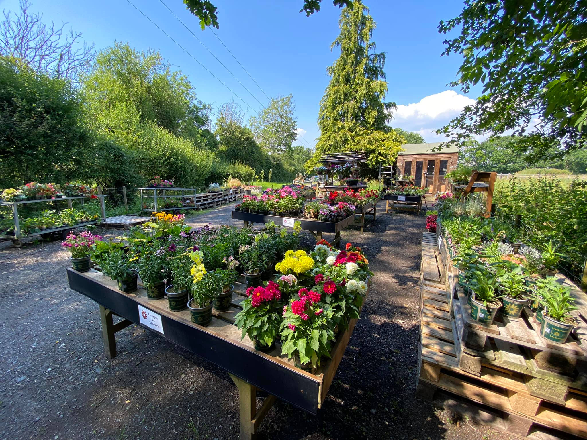 The Secret Pondside Pitches