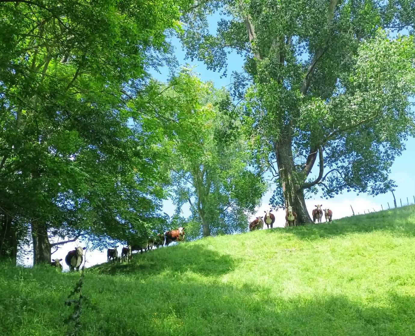 Clearbrook Farm
