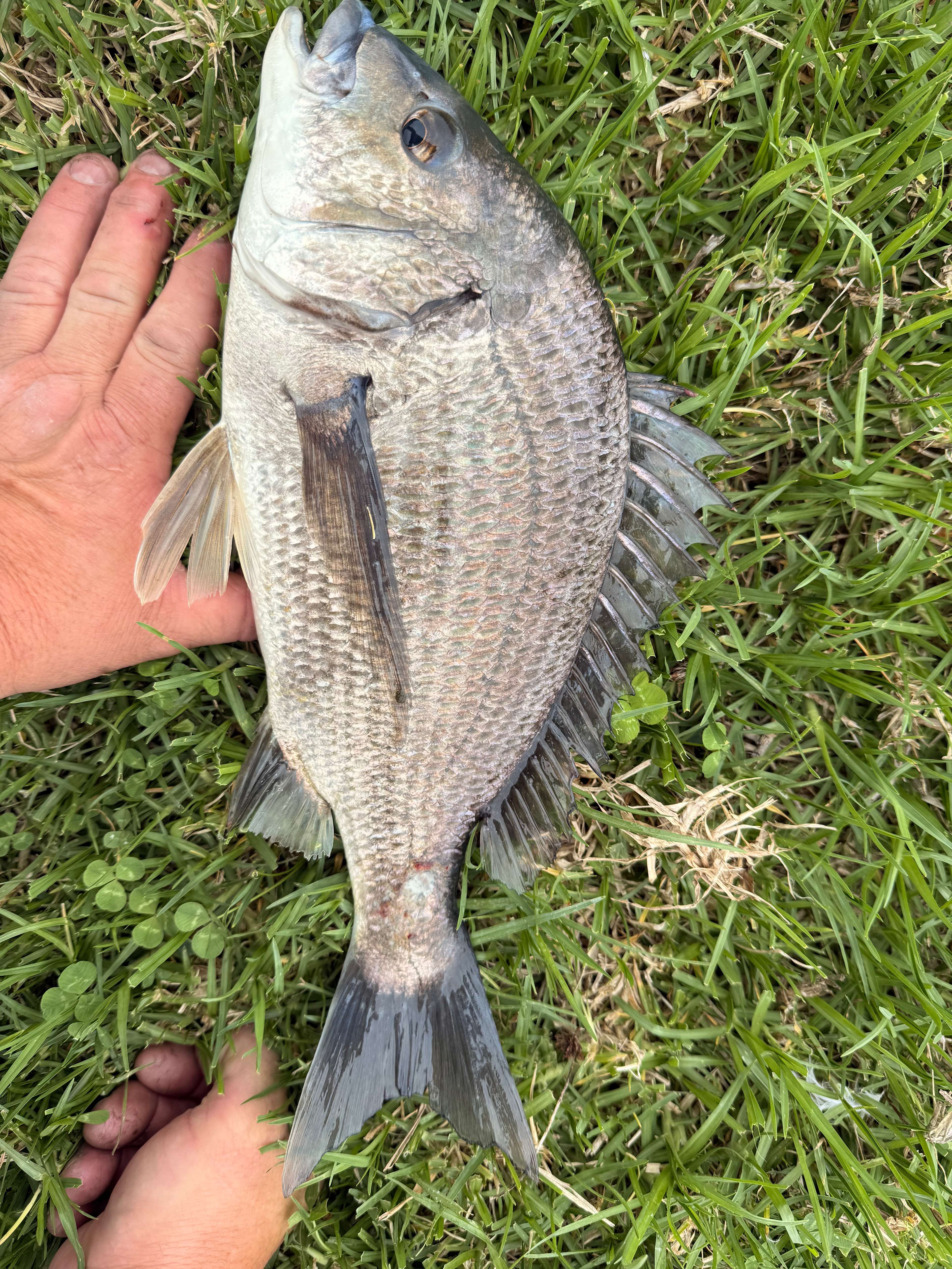 Snowy River Frontage - Hip 2