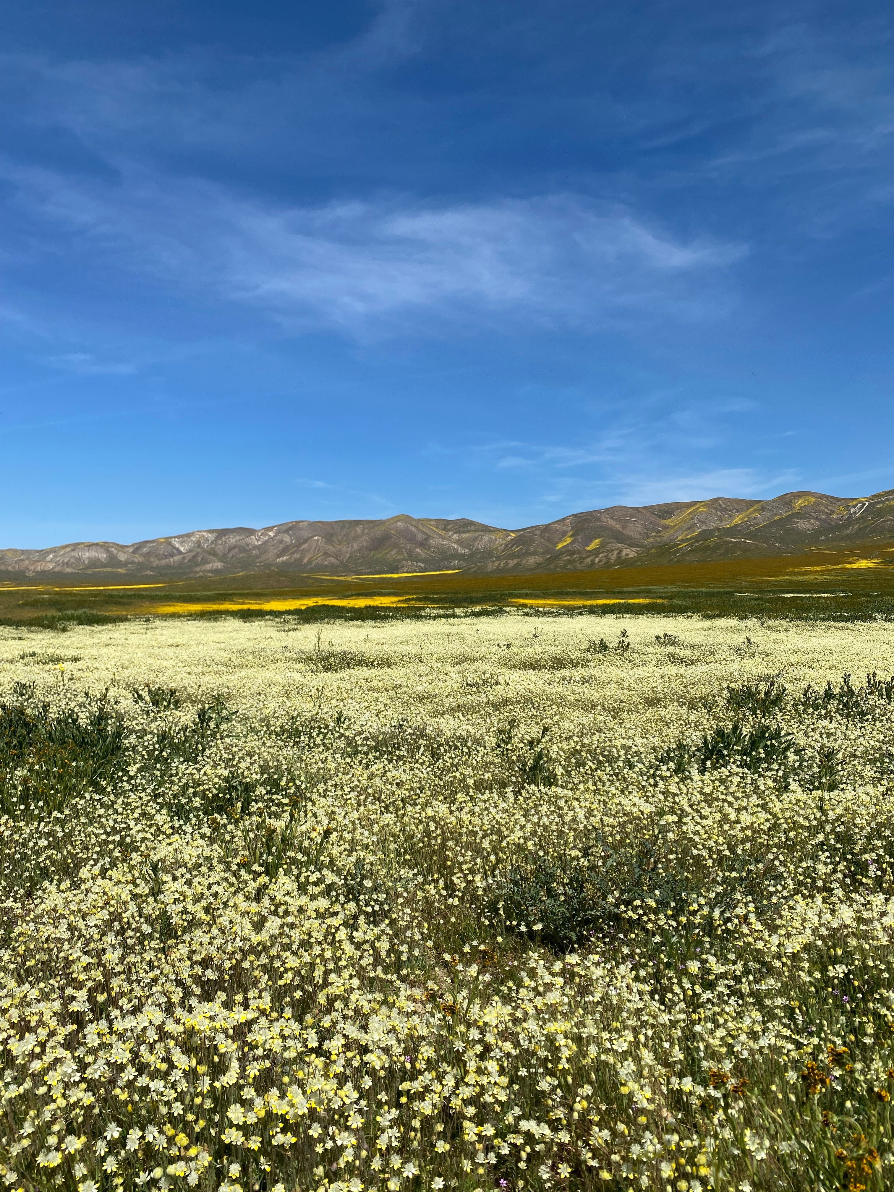 The Pergola at Carrizo Plain