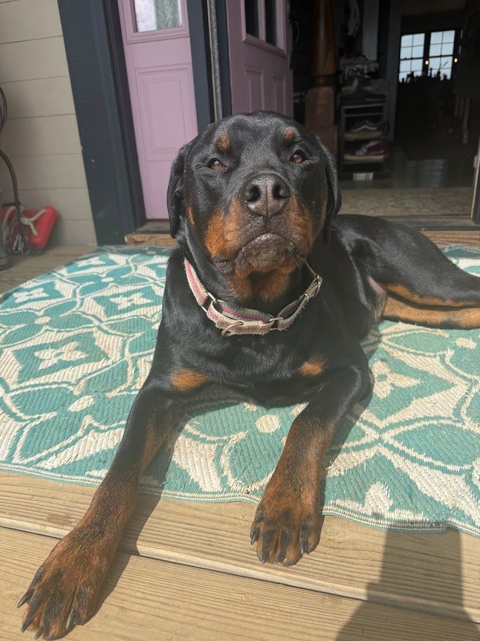 Bunk With The Coos Of Lochan Zanda