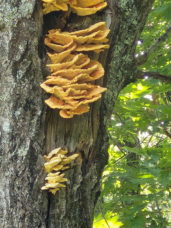 1 of 2 Cozy Forest Cabins