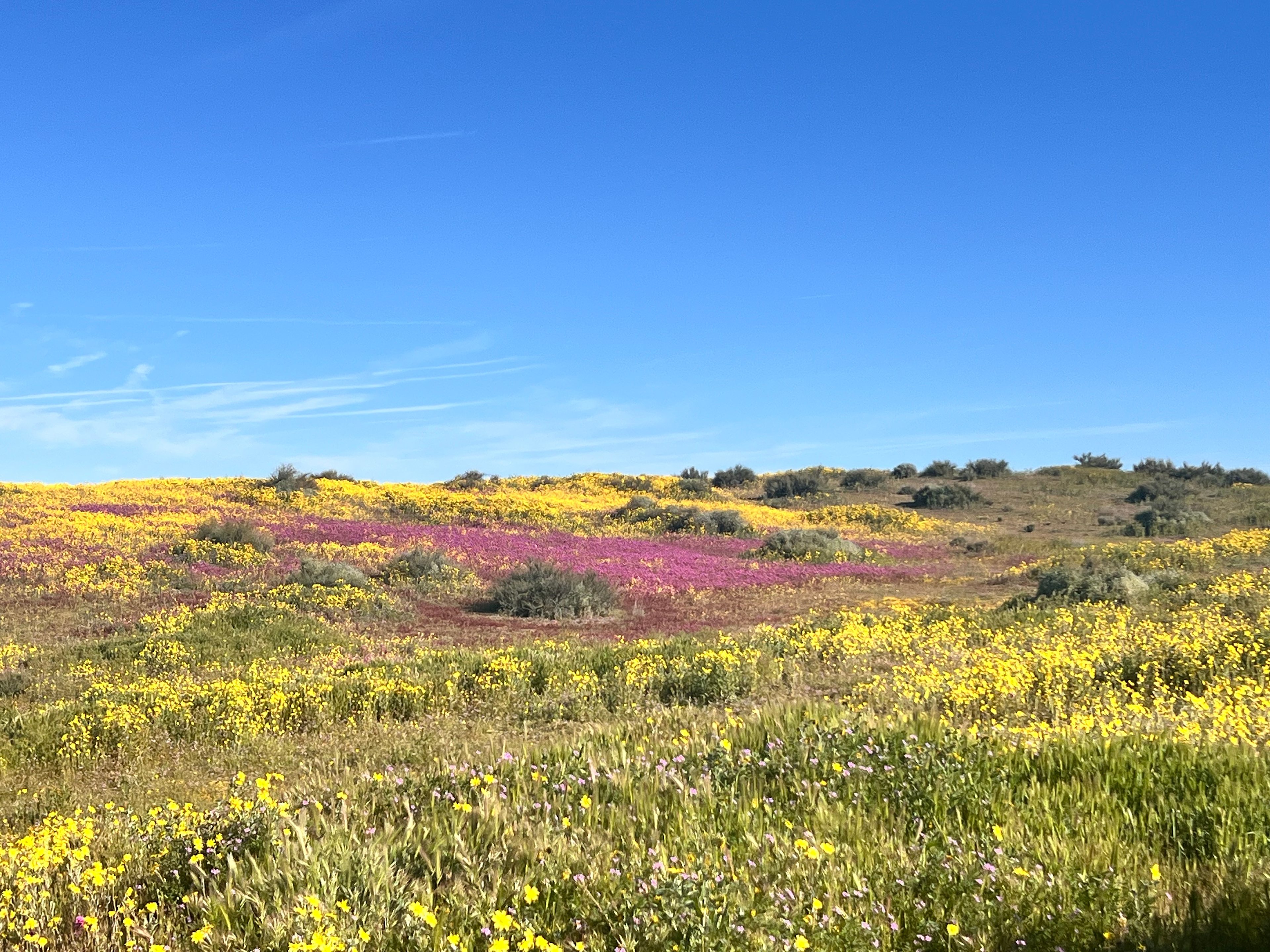 The Pergola at Carrizo Plain
