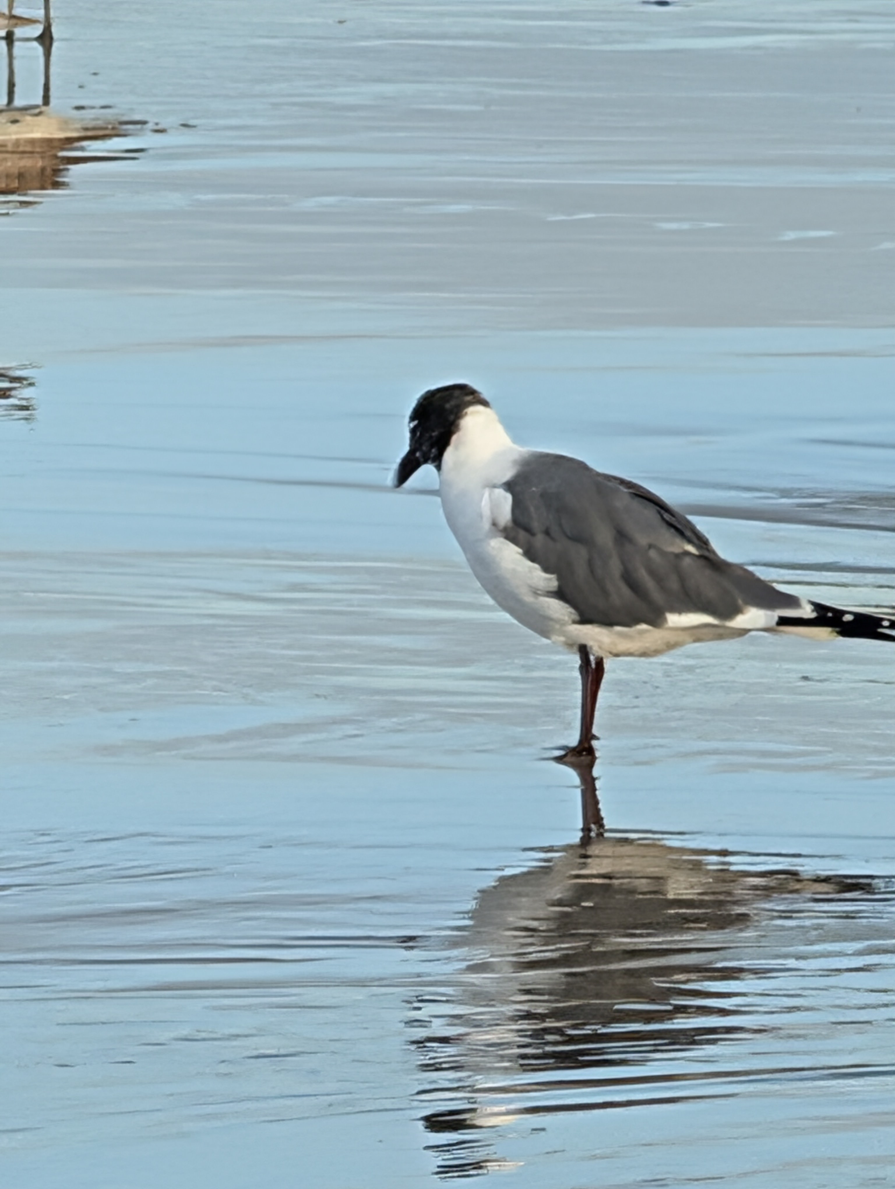 Gamble Rogers Memorial State Recreation Area