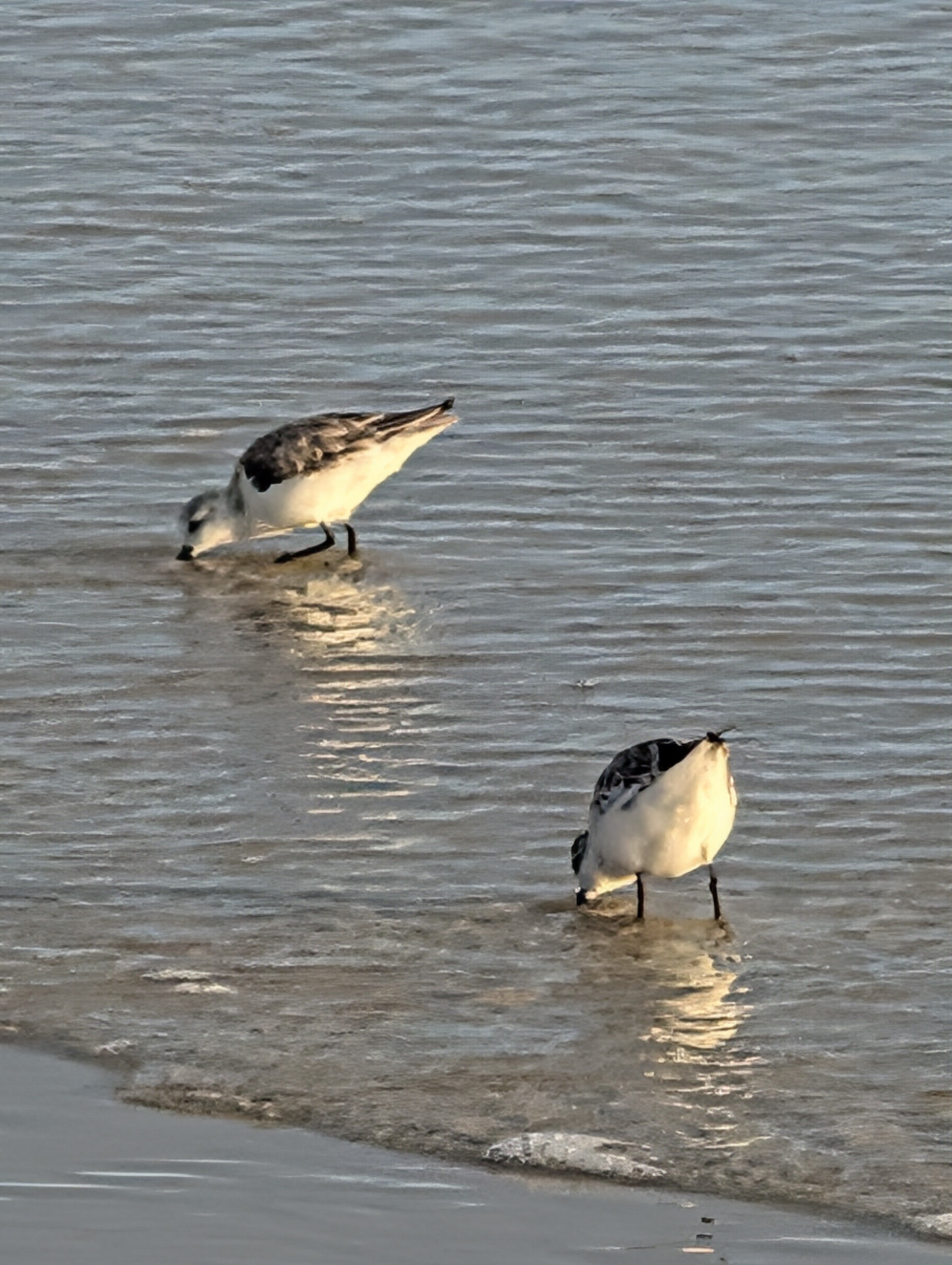 Gamble Rogers Memorial State Recreation Area