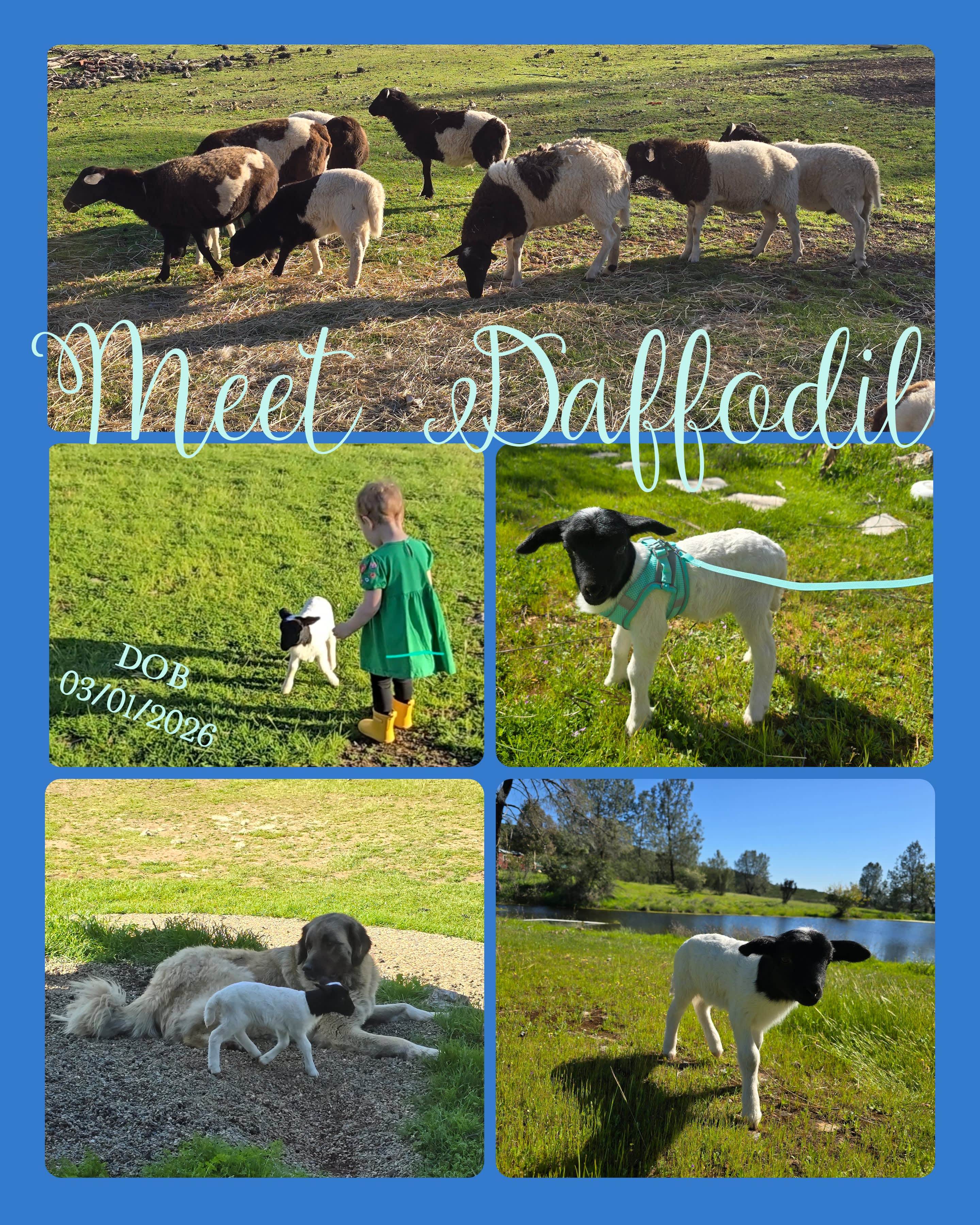 Spring 2026 - Interested in meeting this lovely little lamb? We can arrange a visit during your stay in March or April at Ranchero Cottage!!