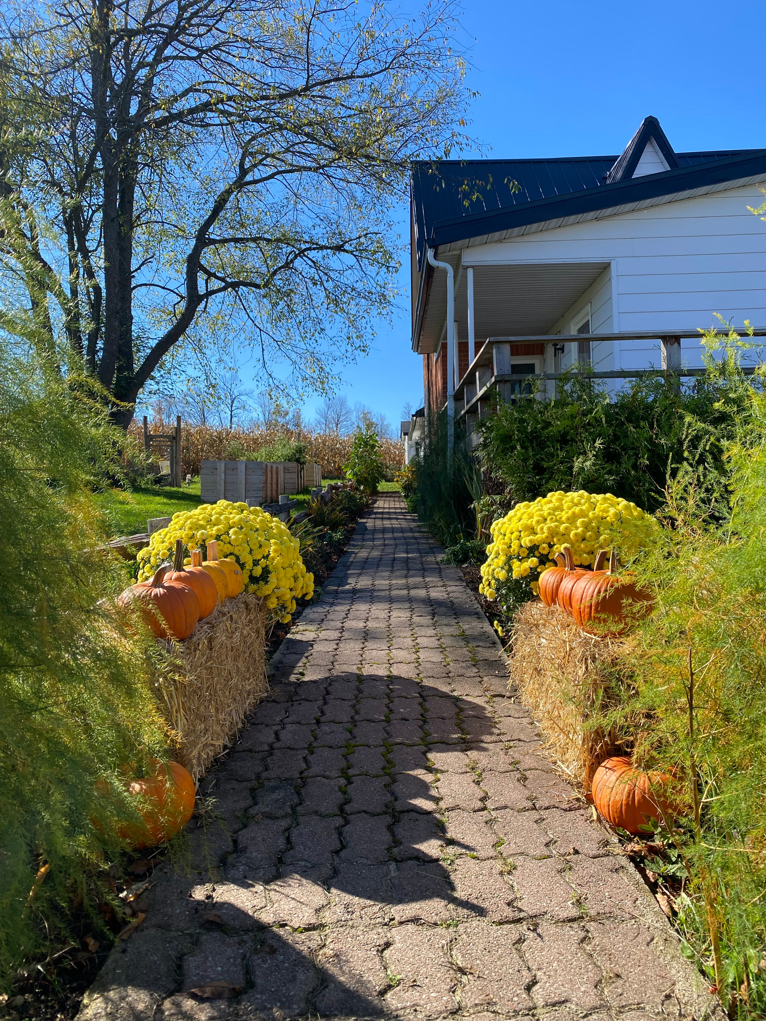 Five Birches Homestead