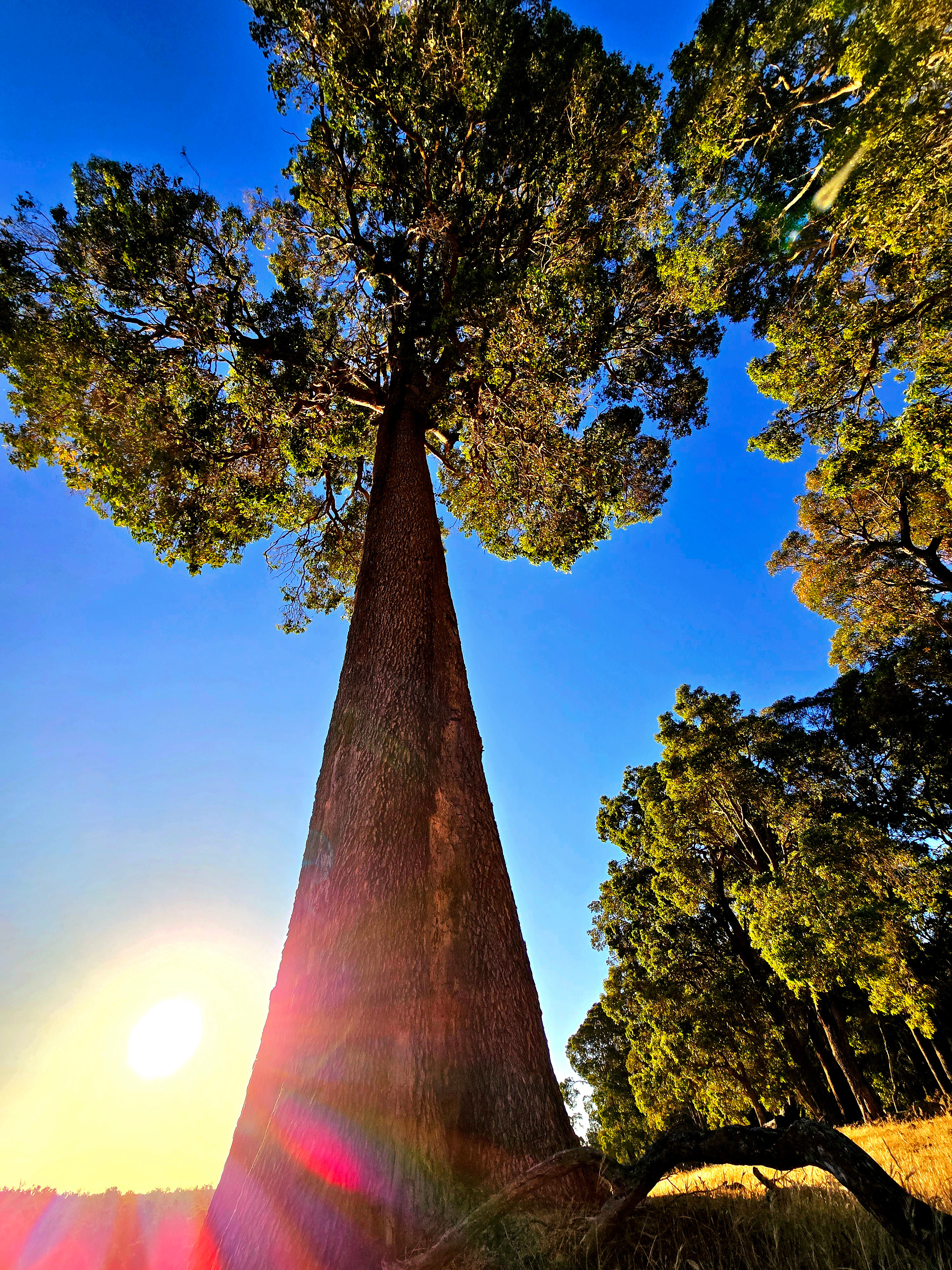 Hart & Soul Country Farmstay