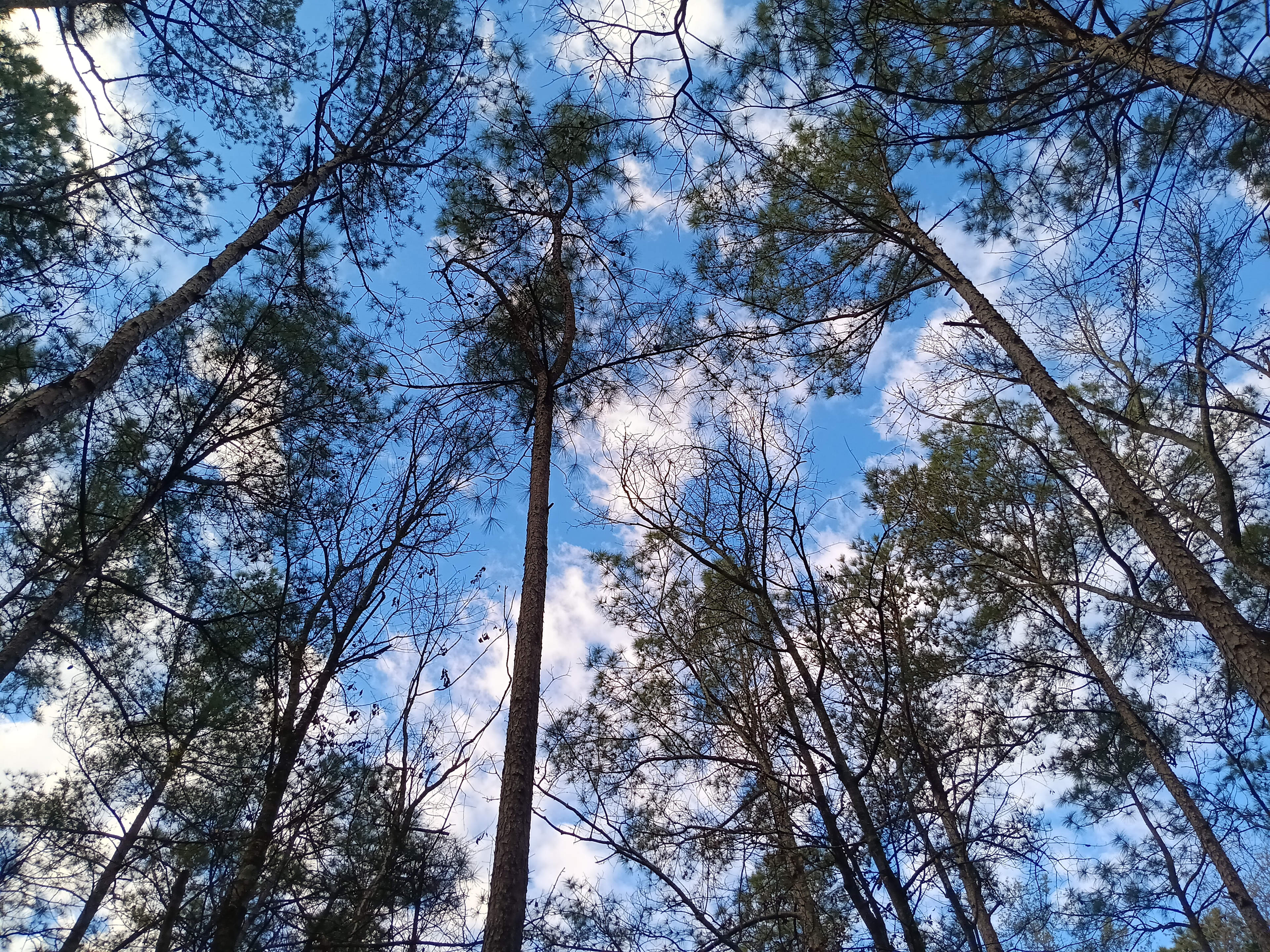 Victoria's Camp Aiken/Augusta Area