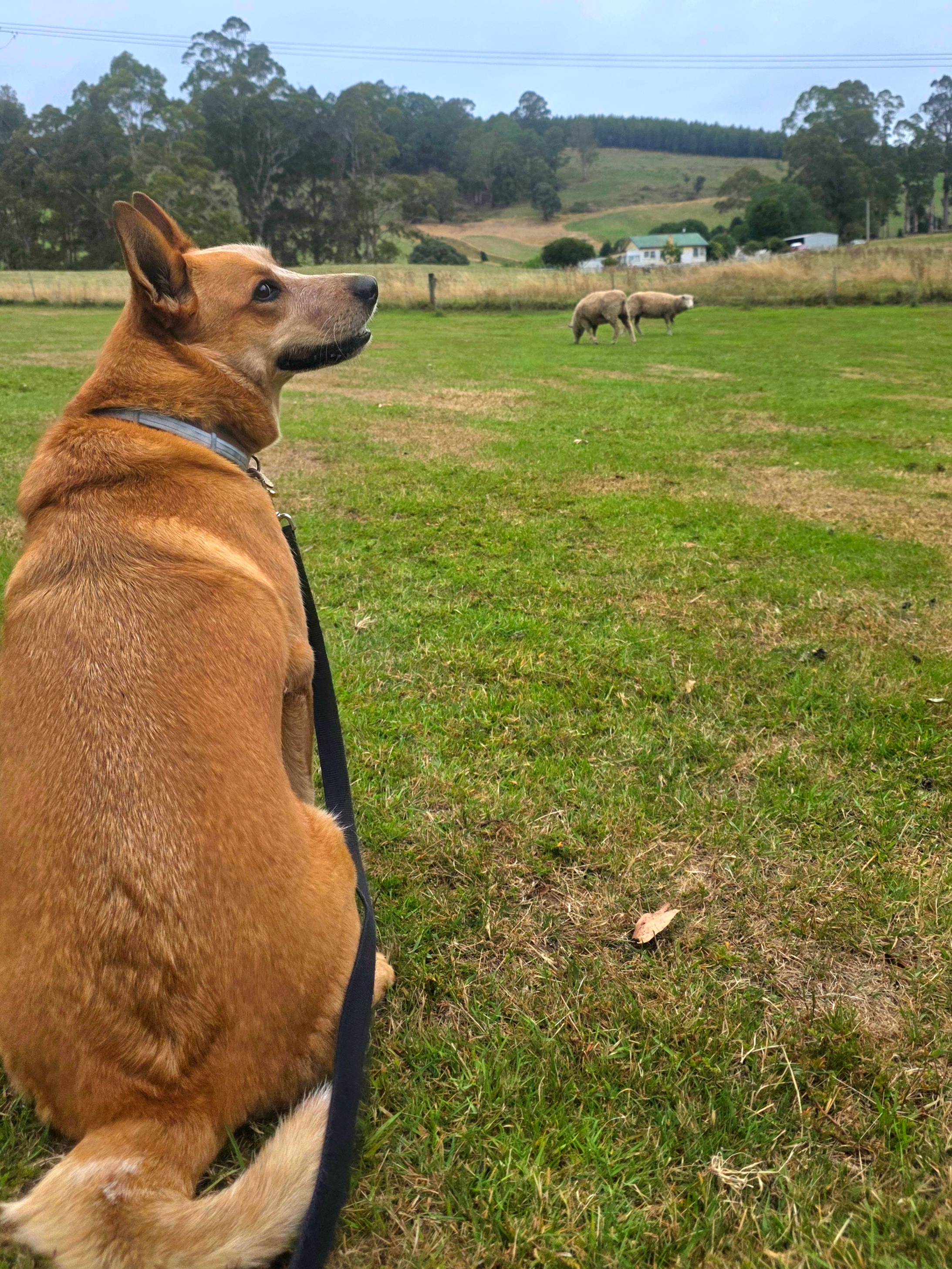Resisting the urge to herd