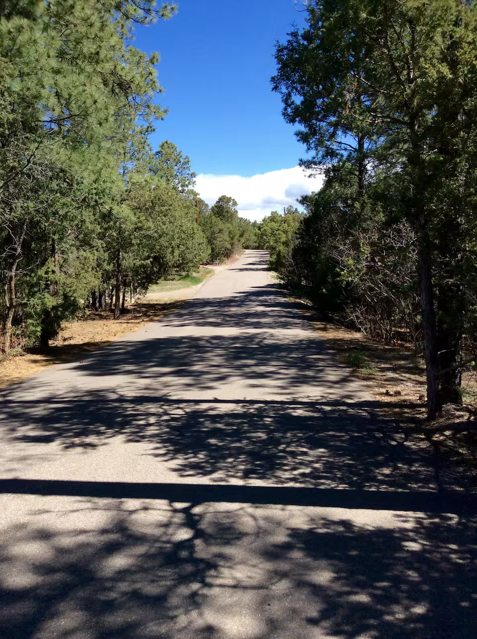“Glamping” in the tall pines