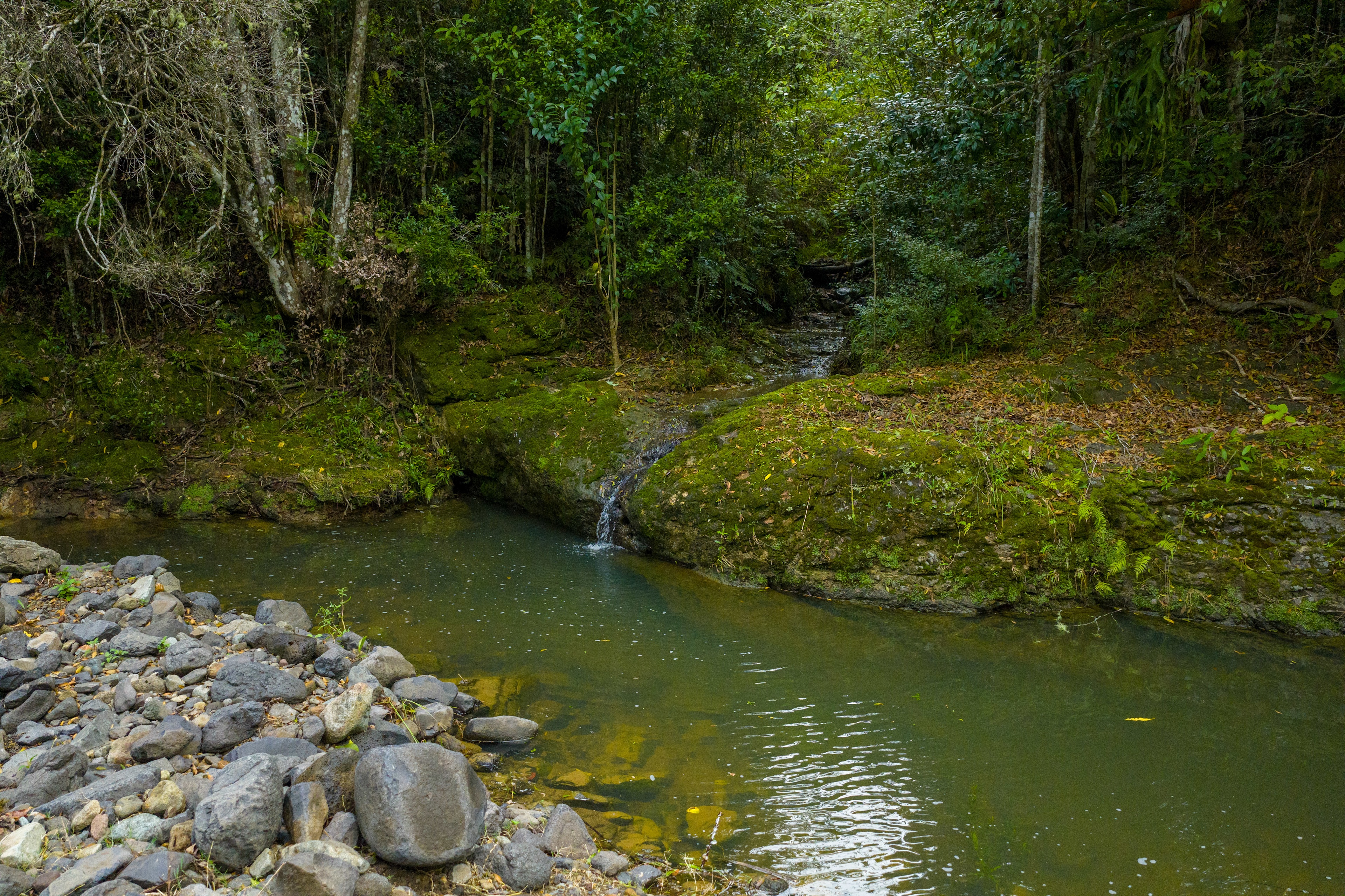 Lacrana by the Creek