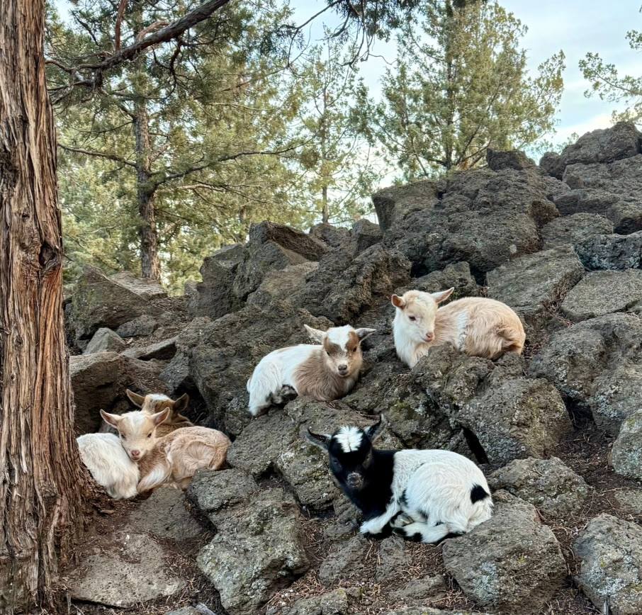 Bend Homestead