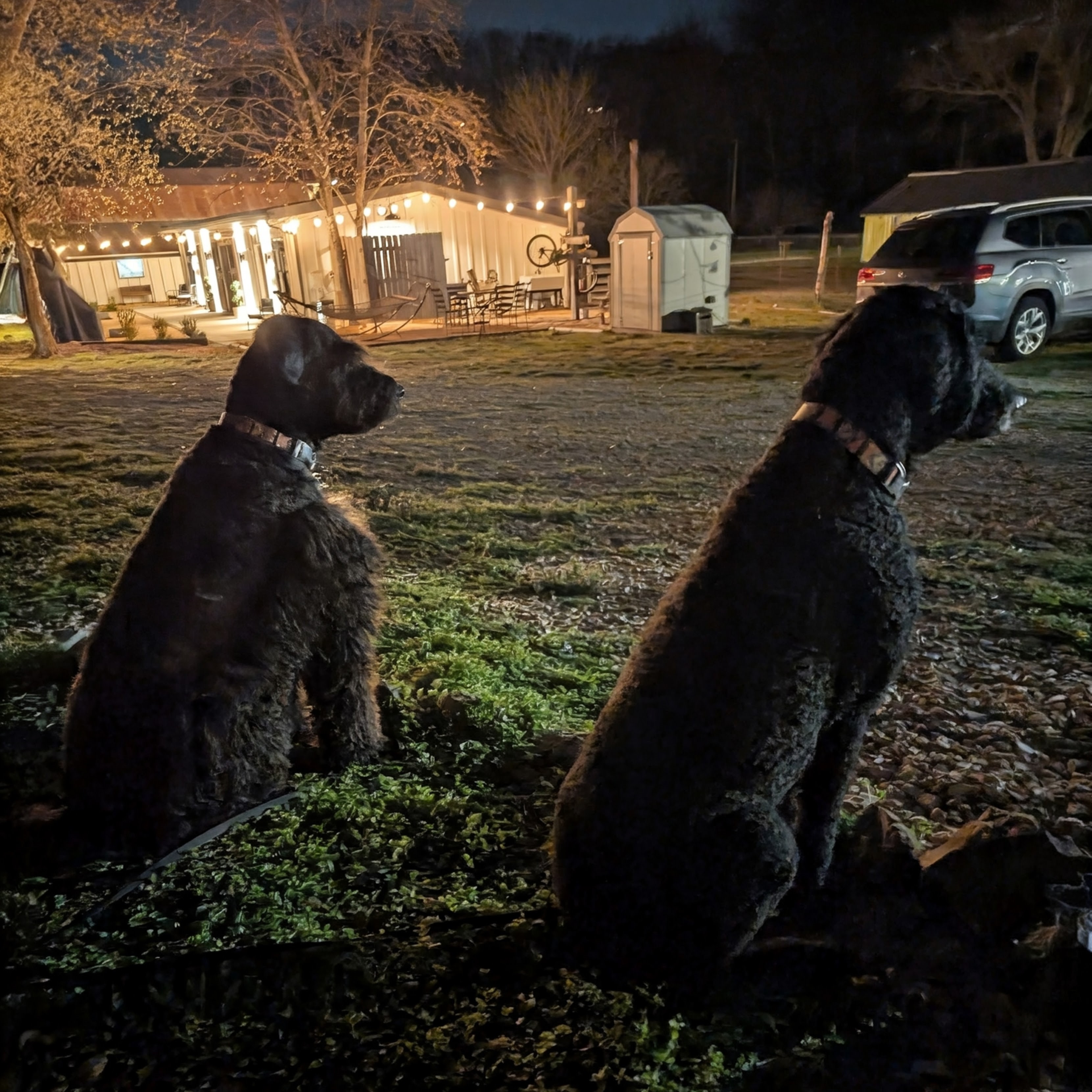 Emmett and Ester saw a deer earlier. They spent the rest of the night looking for it.