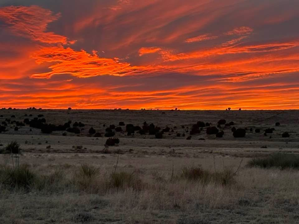 Screamin Dog Ranch