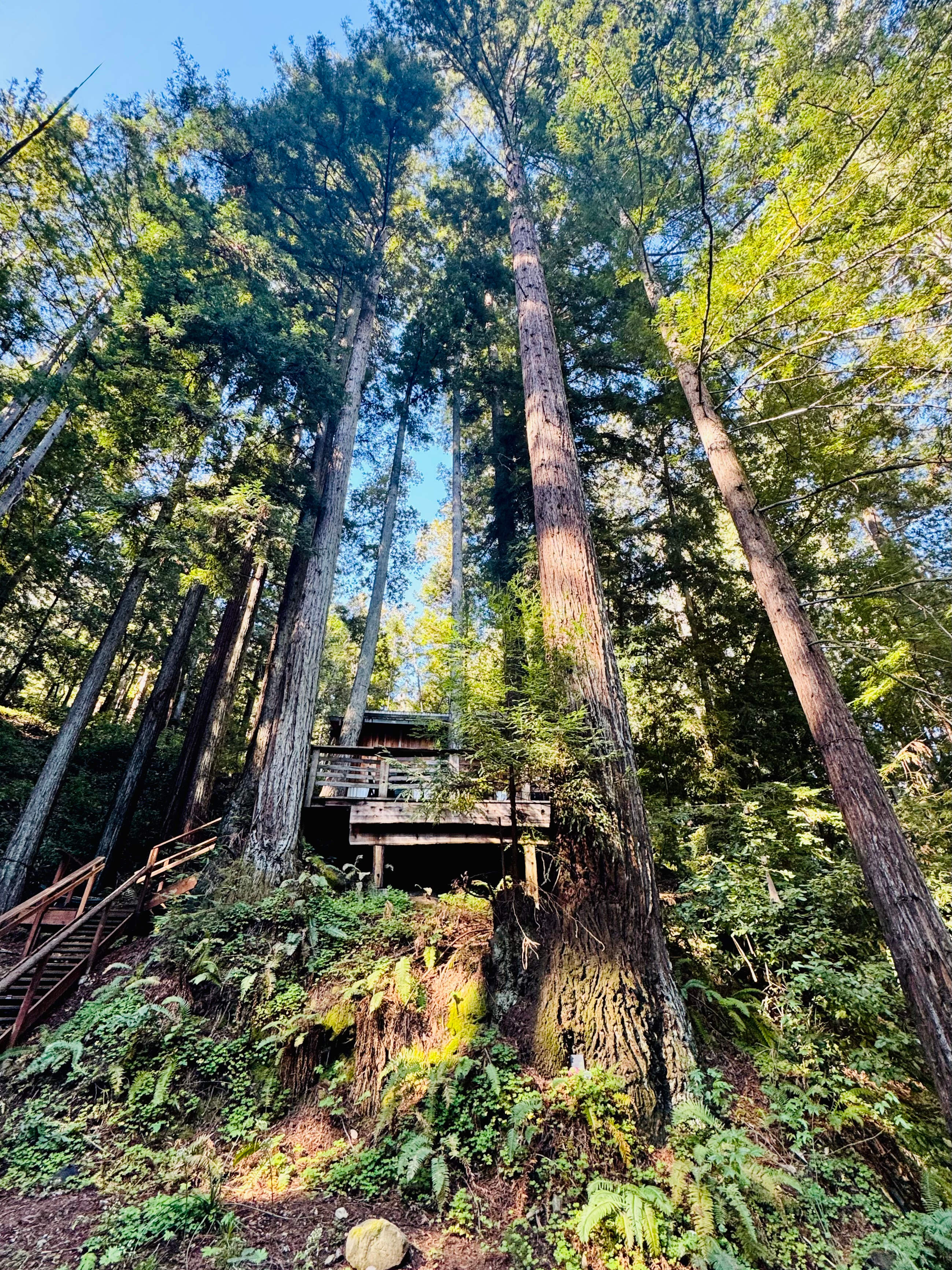 Leafy Lanes Tree House