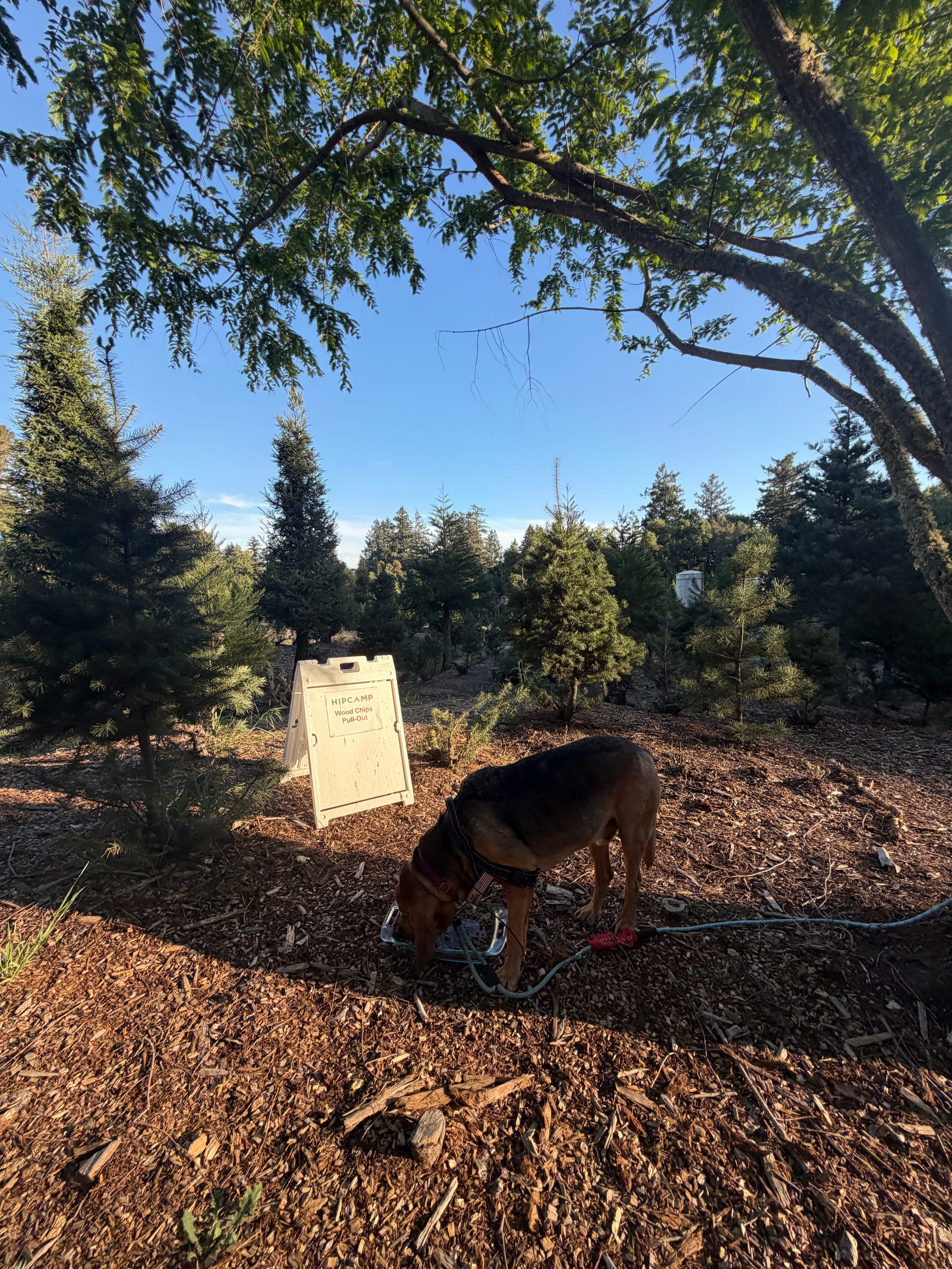 Patchen Christmas Tree Farm