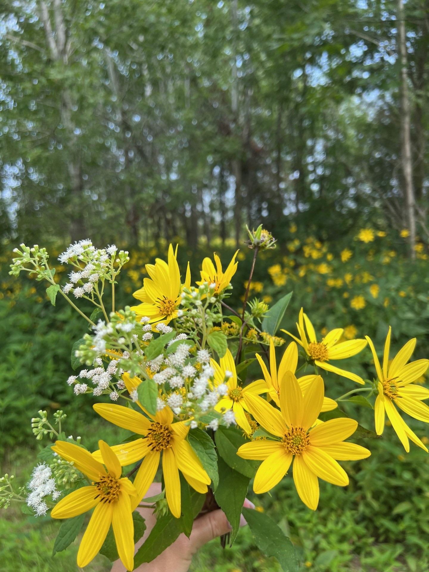 Wild Camping, Just 40 Min. from Mtl