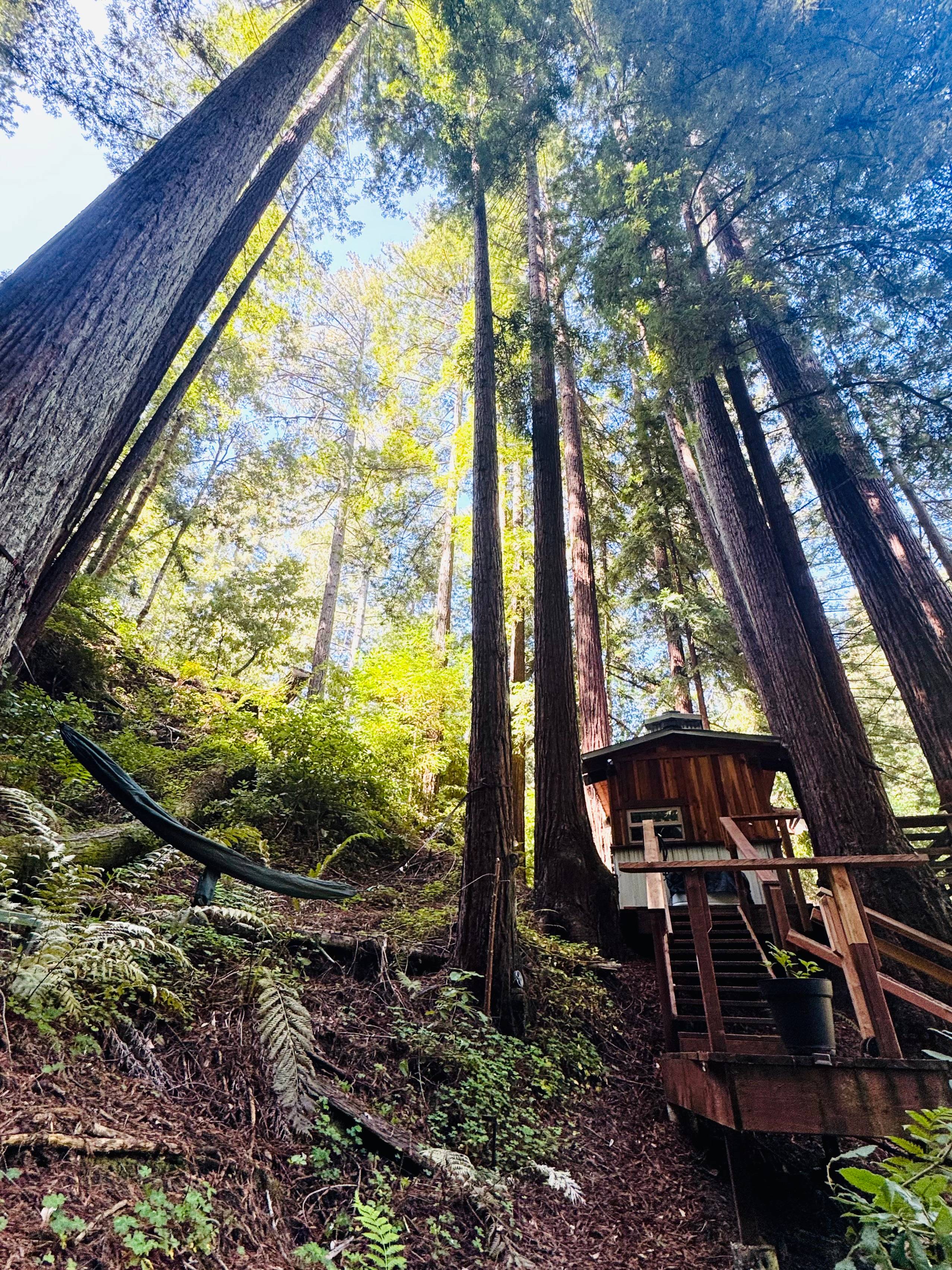 Leafy Lanes Tree House