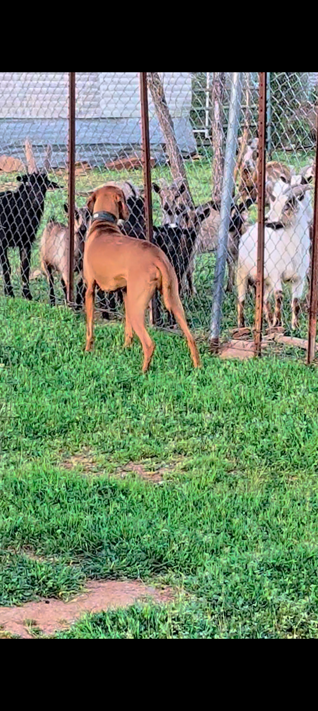 Our dog meeting goats
