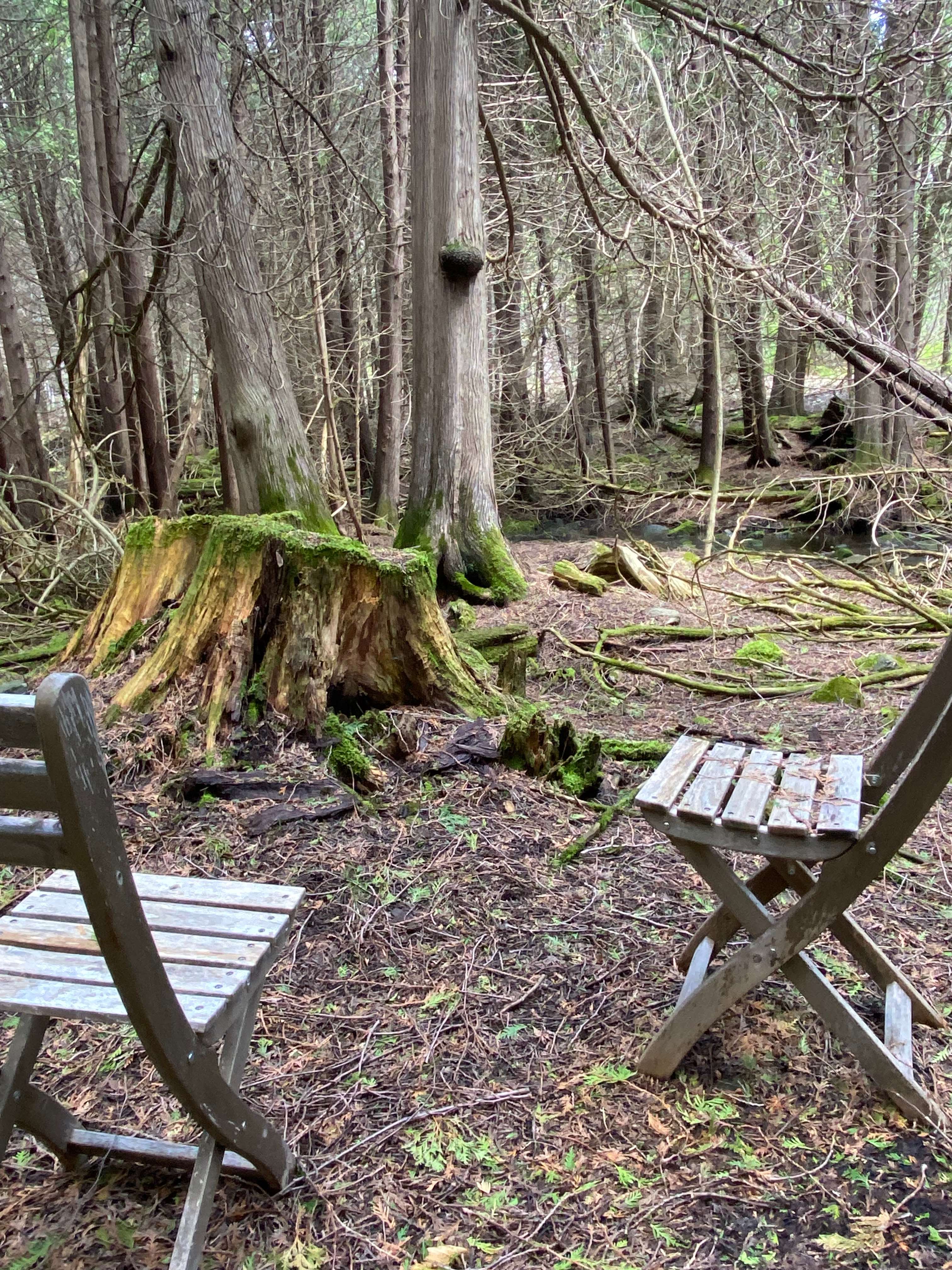 Wild Forest Getaway near Mink Lake