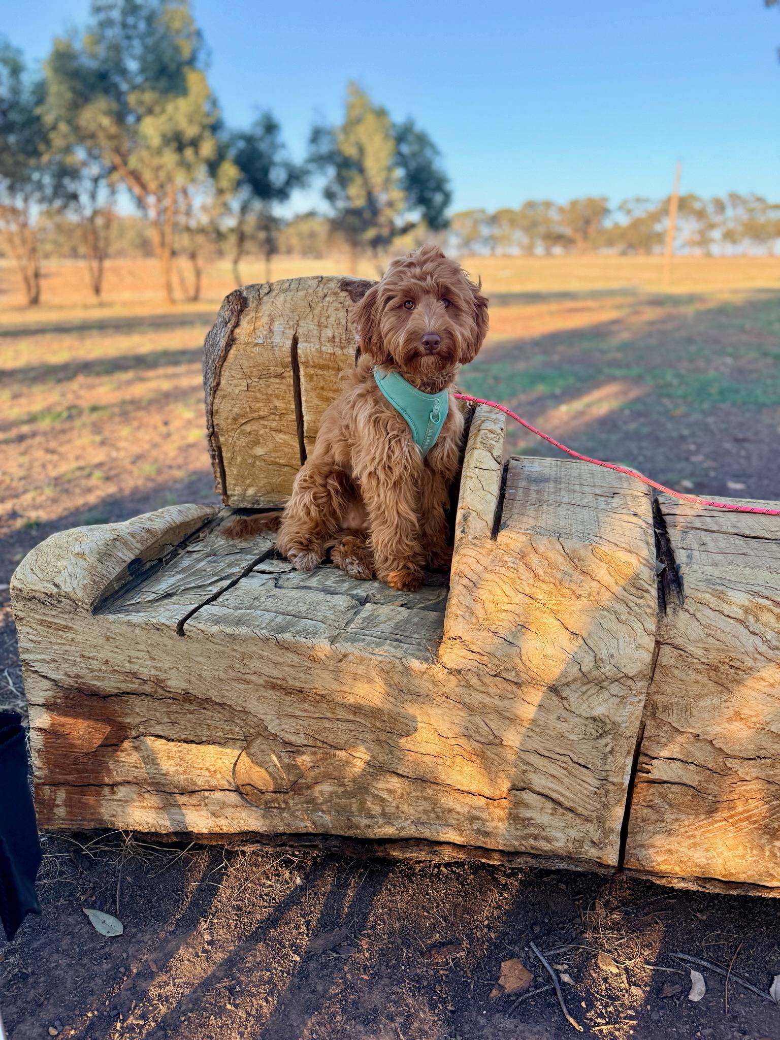 Sunset Stargazing Private Camp