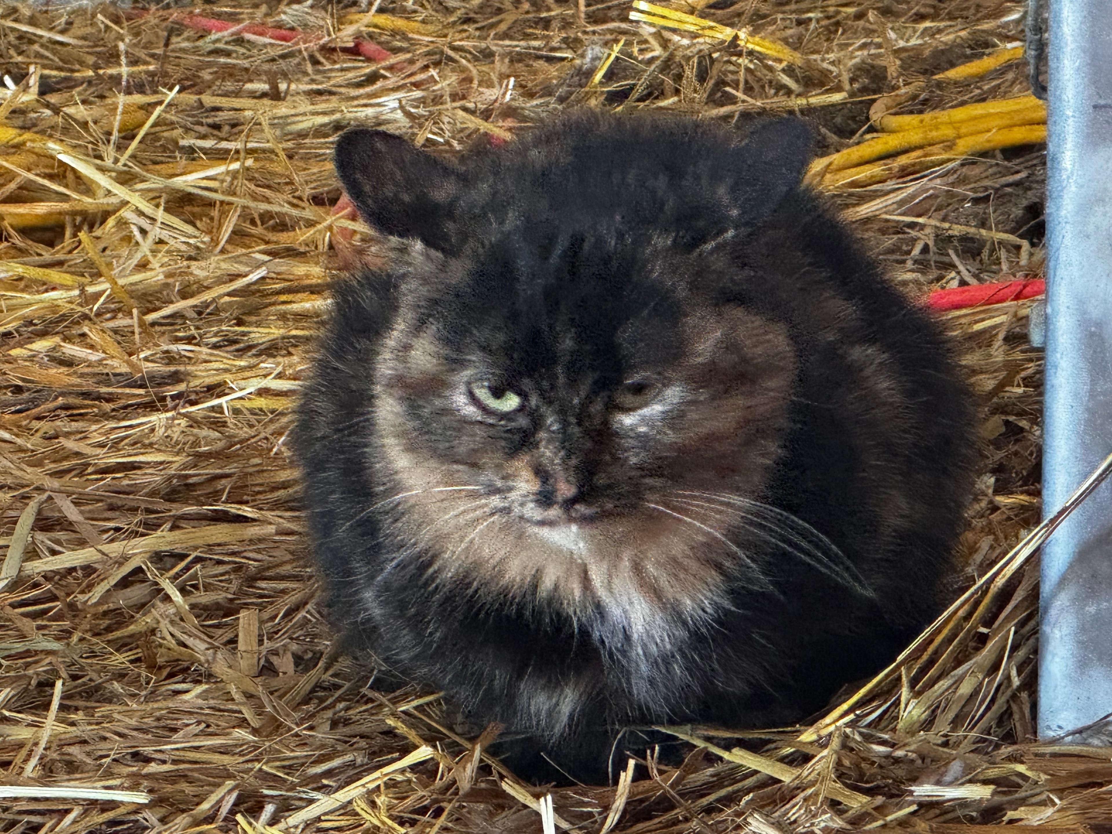 Wonnenberg Livestock