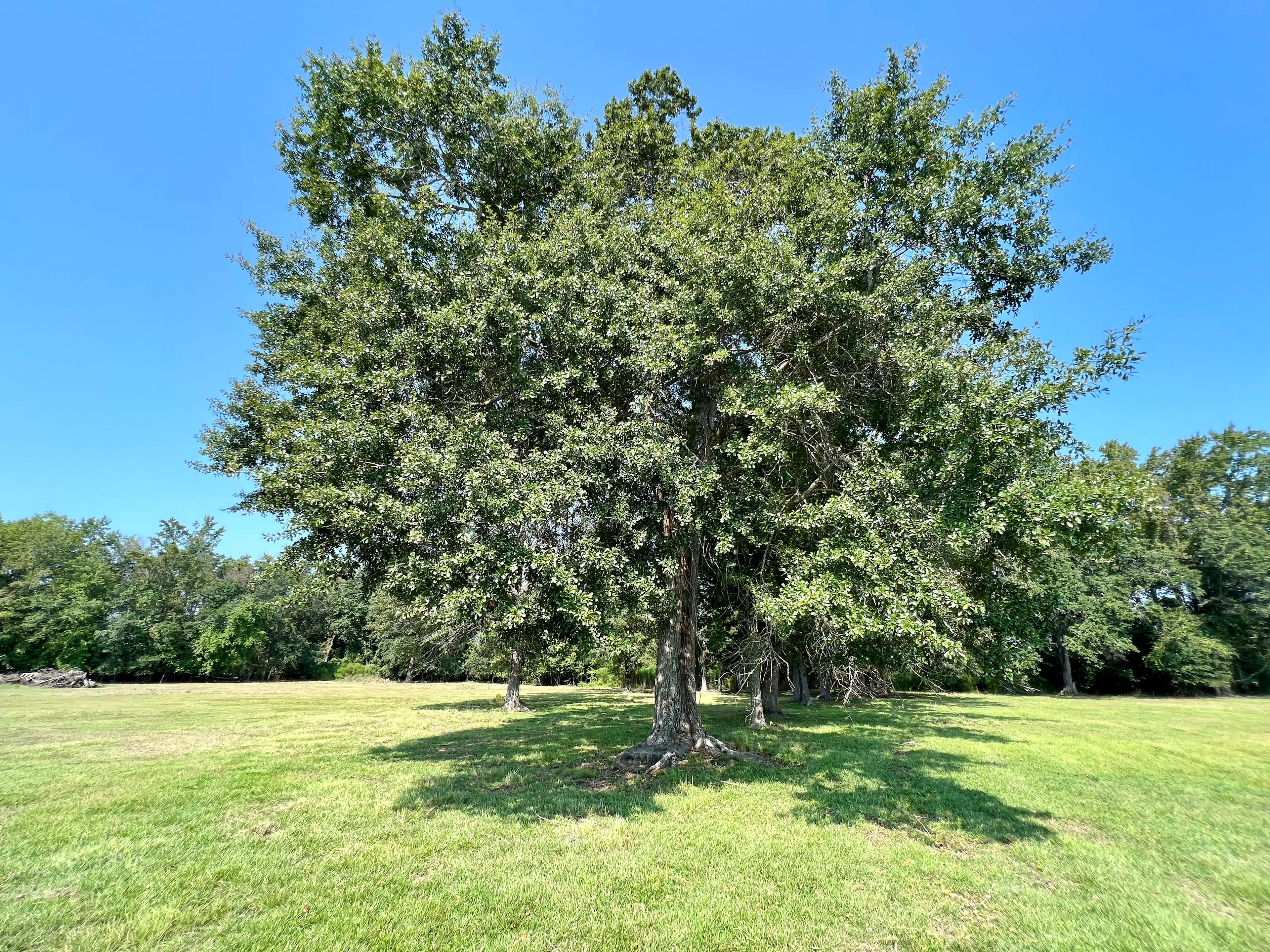 The Sycamore Tree Farm