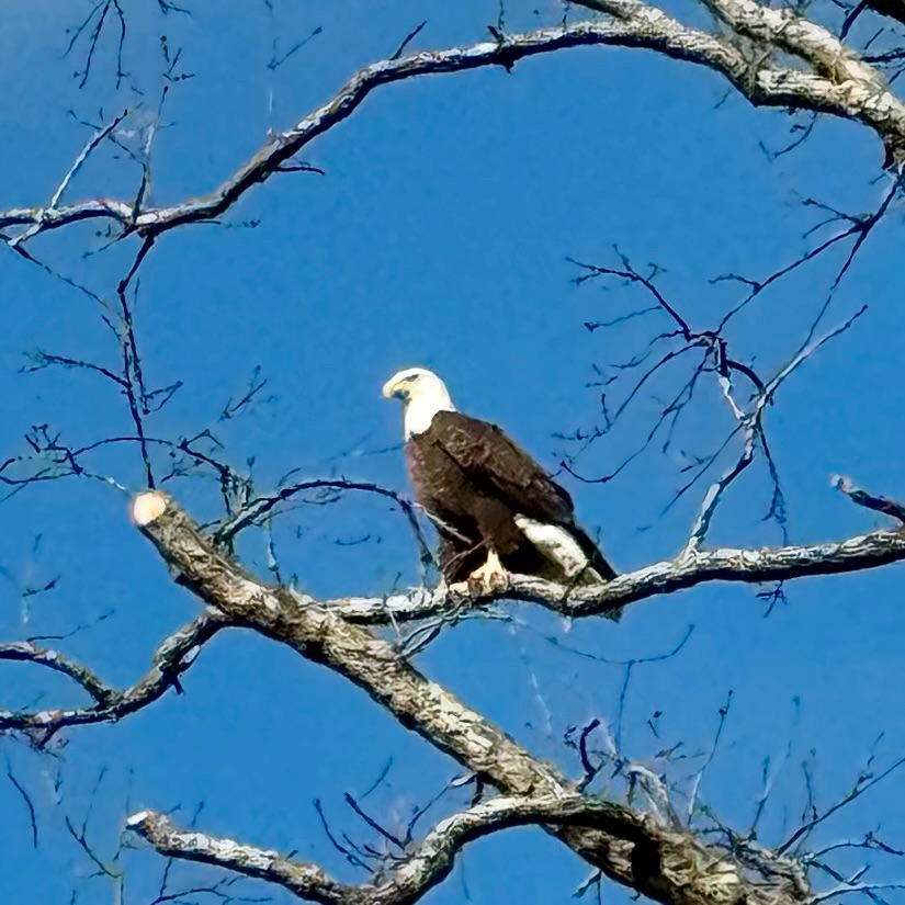 Proud Land Properties