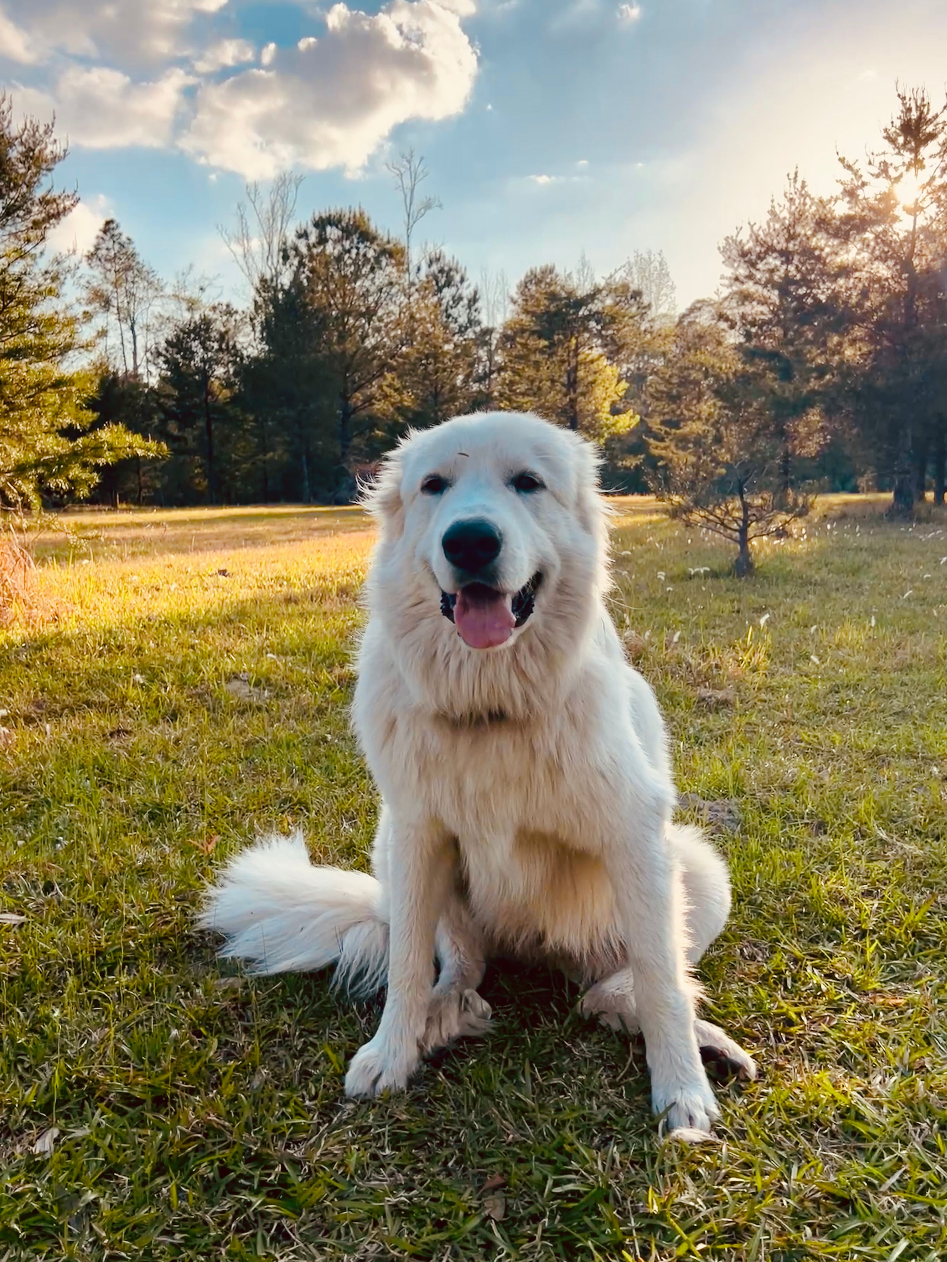 A&W Christmas Tree Farm