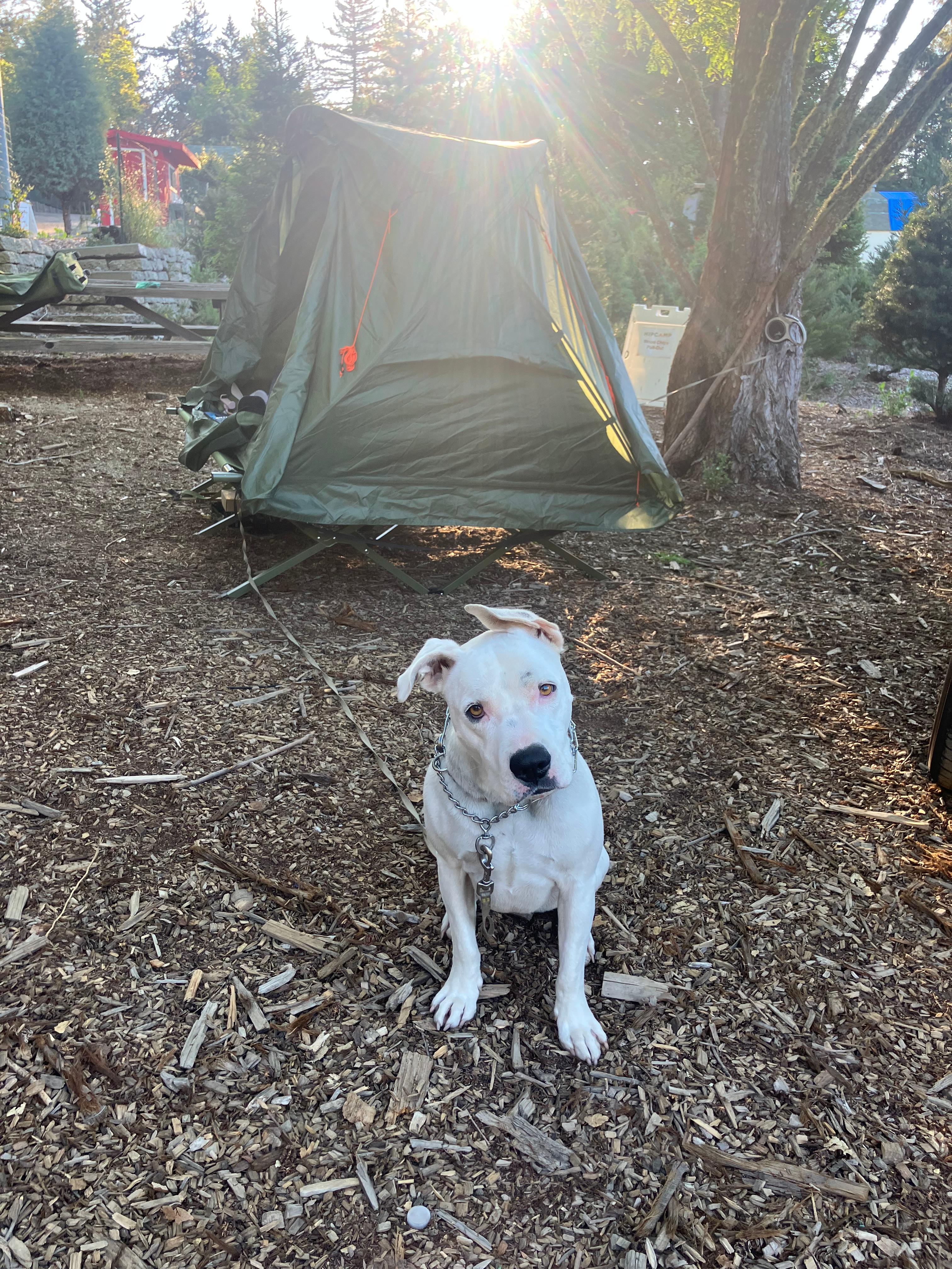 Camping Out and Having Fun 