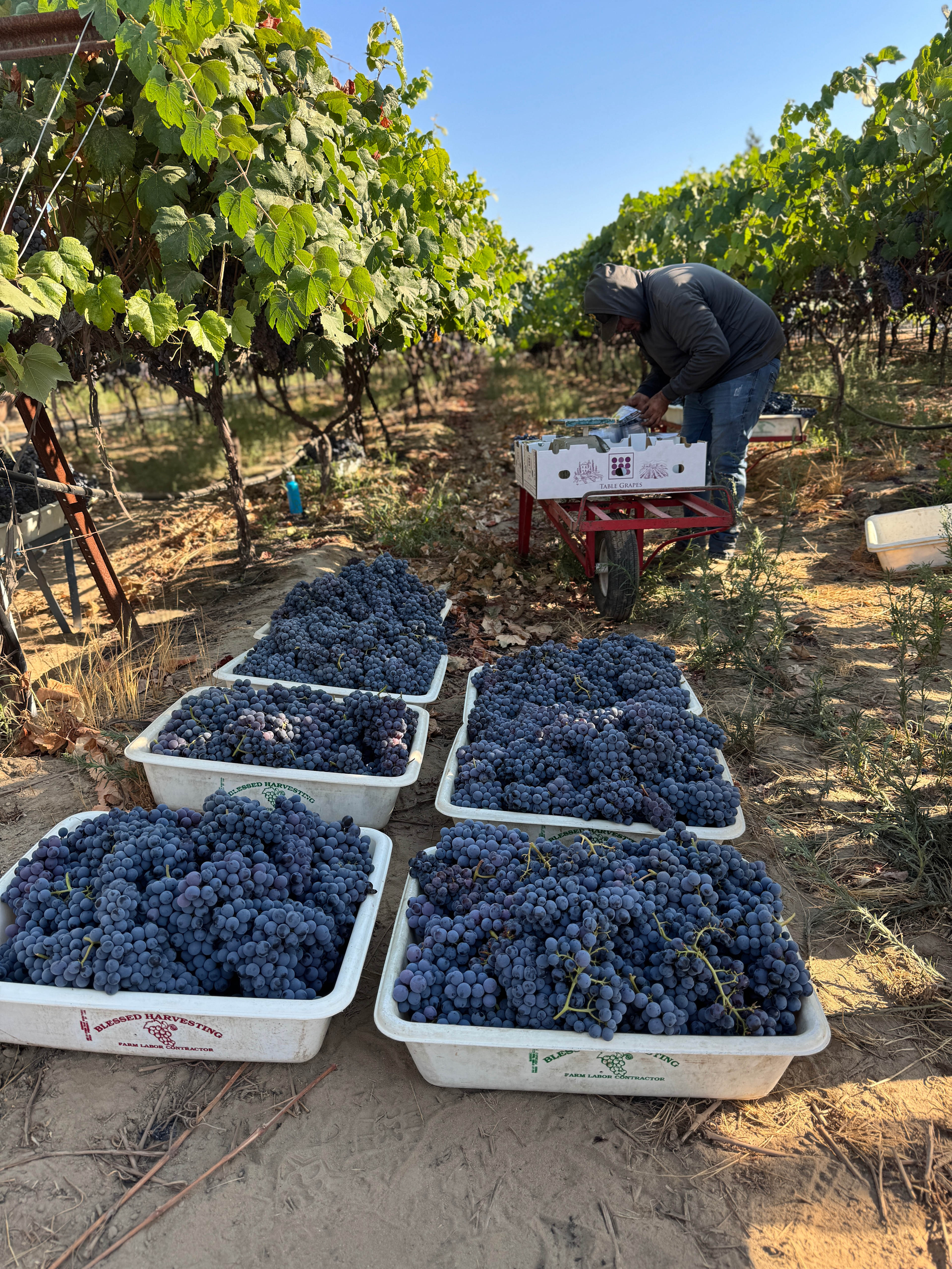 Organic Farm Boondock Camp