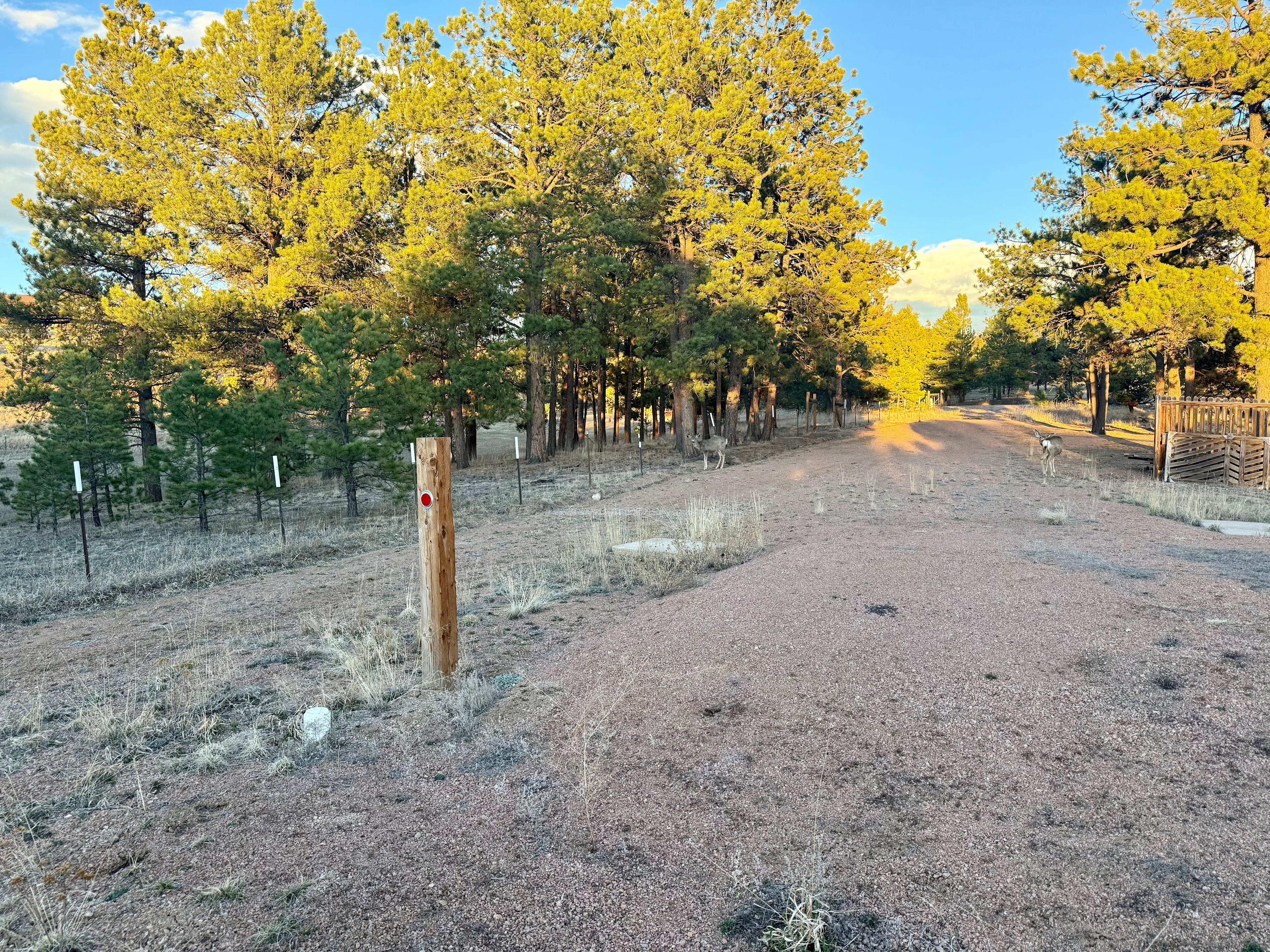 The welcoming committee! The drive down to the RV pad.