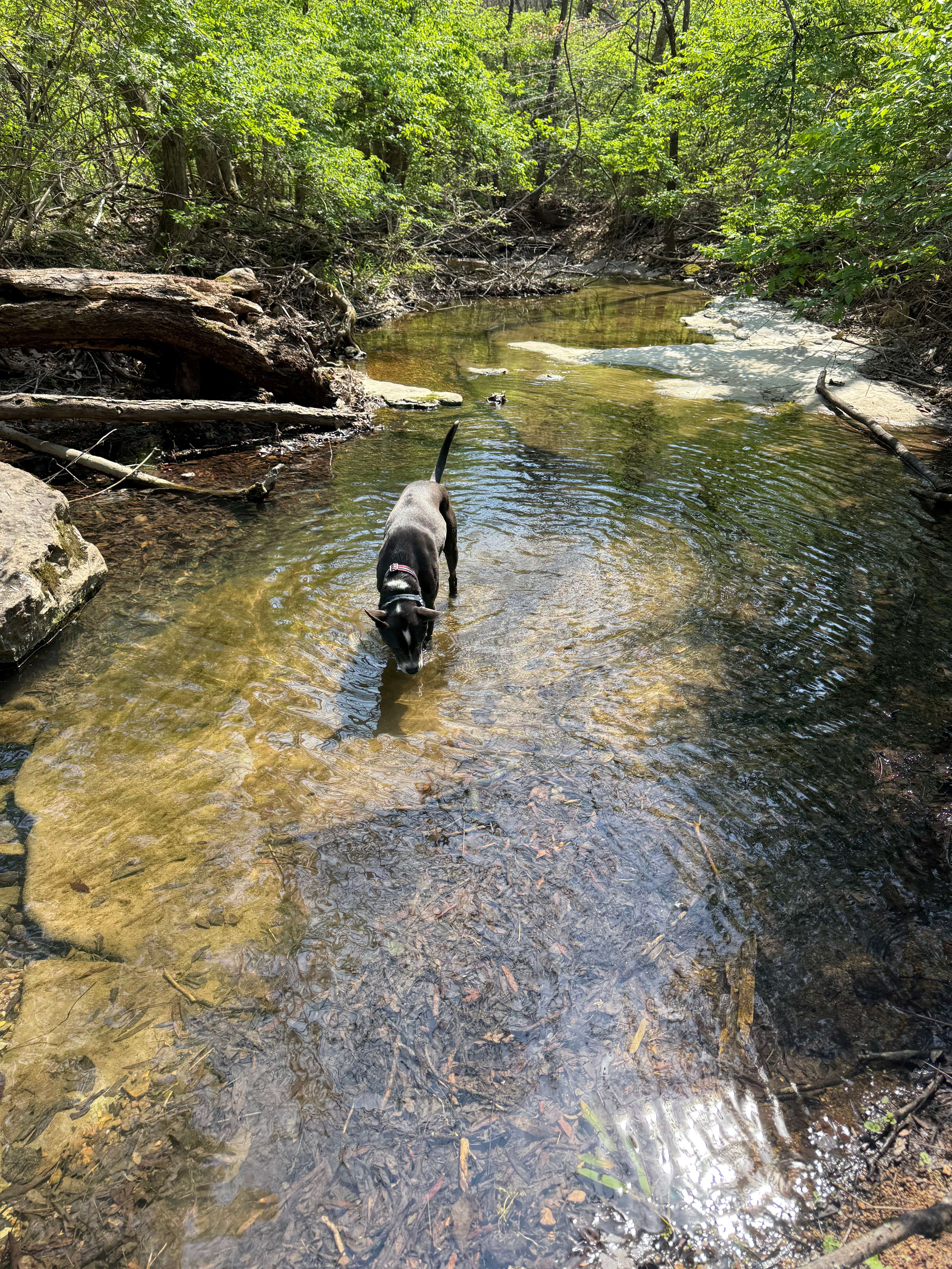 Wooded Nashville Nook